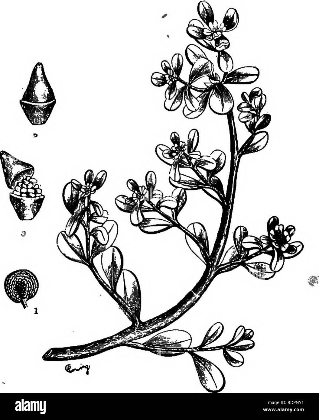 . Le livre de mauvaises herbes de l'Indiana. Les mauvaises herbes. La famille des mauvaises herbes OP POURPIER. 36. Poktulacv oleracea Ij. Pourpier. Pussley. (A. 1. 1.) se prosterner, lisse, d'une profonde et abondamment ramifiée ; racine centrale branches 4 à 10 pouces de long ; feuilles alternes, arrondies, en forme de coin à l'apex. Flow- ers jaune pâle, sessiles ui l'aisselle. Pods, globulaire ouverture par un petit couvercle. De très petites graines noires, en forme de haricot, marquée d'un fin réseau. (Fig. 13, e ; 44.) Très commun dans les jardins, dooryards et terres cultivées, surtout dans les sols sablonneux et riche. May-Nov. De nombreuses fleurs, ouverture seulement le matin soleil, puis fermer Banque D'Images