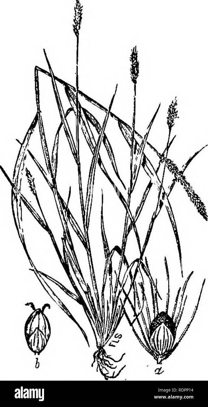 . Le livre de mauvaises herbes de l'Indiana. Les mauvaises herbes. 54 LE LIVRE DE MAUVAISES HERBES DE L'INDIANA.. Fig. 20. a et b, une montrant les épillets, soies qui sp-'ing de dessous. (Après Scribner.) 0 leur vitalité pendant des années, prêt à bondir jusqu'à chaque fois que les conditions sont favorables. Solutions : utiliser bÂ£ des semences propres ; l'étouffement lorsque de jeunes ; mow- tion et de brûler le chaume, suivie d'un labour d'automne ; culture tout au long de la saison ; des moutons paissant dans le pas- tures, d'anciens champs et le lendemain ; ! De prés. Un troupeau de moutons seront bientôt nettoyer toutes les mauvaises herbes dans un champ de maïs, sans préjudice pour le maïs, si tourné dans quelques jours en début de l'automne. L Banque D'Images