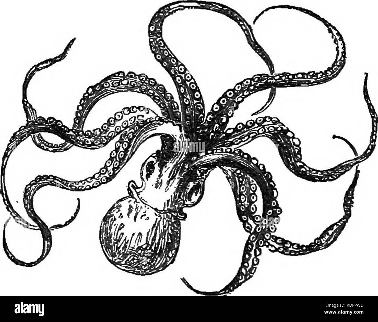 . L'histoire naturelle. Pour l'utilisation d'écoles et les familles. Zoologie. Naturel 320 HISTOKY. classe a certaines espèces qui vivent en eau douce, et certains même qui vivent sur terre. Je vais avis chacun de ces groupes. 551. Des Cephalopoda, le seul peu d'espèces qui ont une shelly couvrant sont les Argonautes et l'NautUus nacré. Il y a, cependant, beaucoup de coquilles fossiles trouvés qui^tliave piu appartenaient à des animaux de ce groupe. Les Ammonites, communément appelé Snake Stones, dont un SPECI-^givten les hommes est à la Fig. 251, sont les plus abondantes de ces derniers, il y hav- ment été décrit sur cinq hund- red sp Banque D'Images