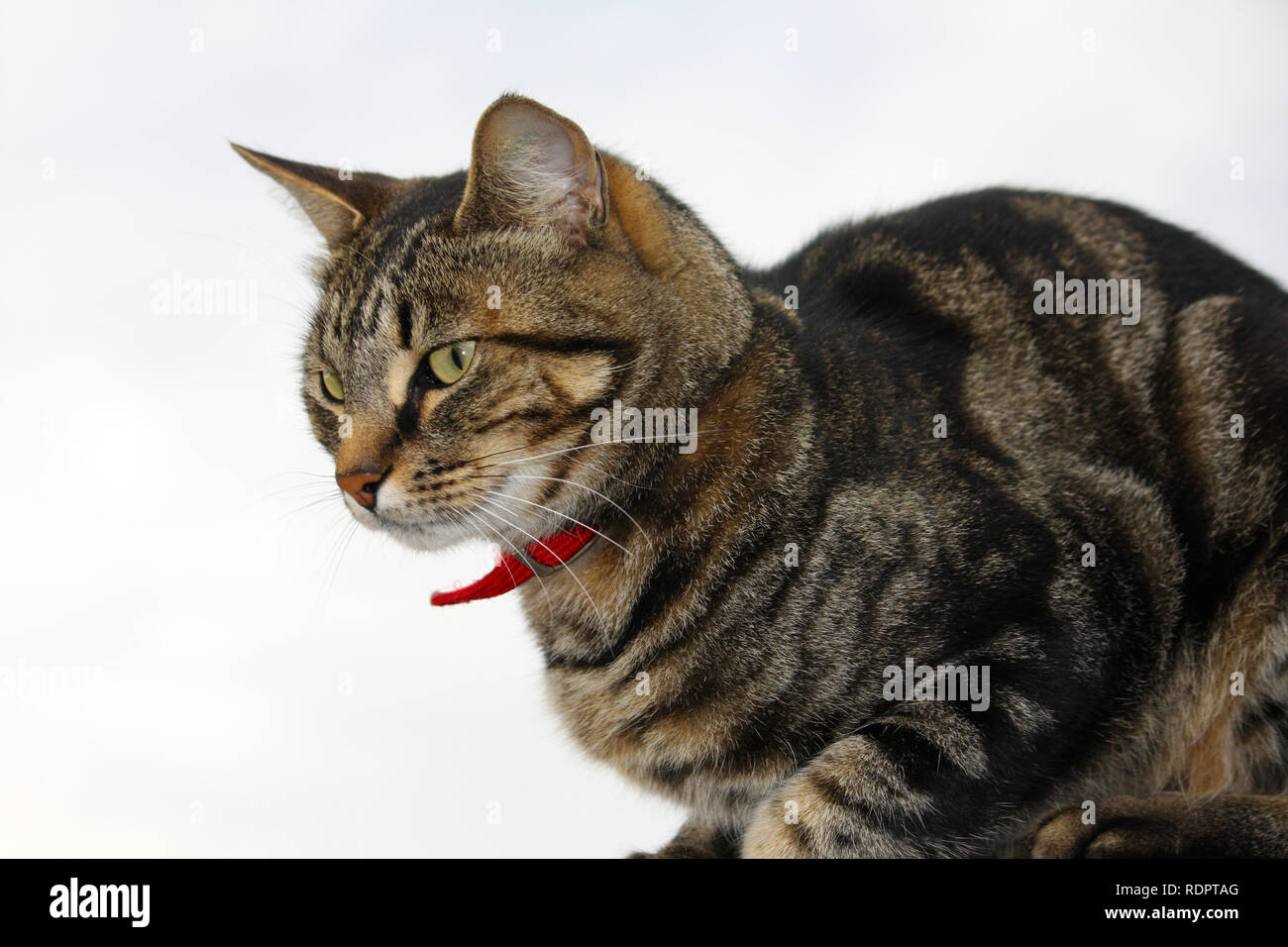 Chat tigré avec un col rouge sur fond blanc Banque D'Images