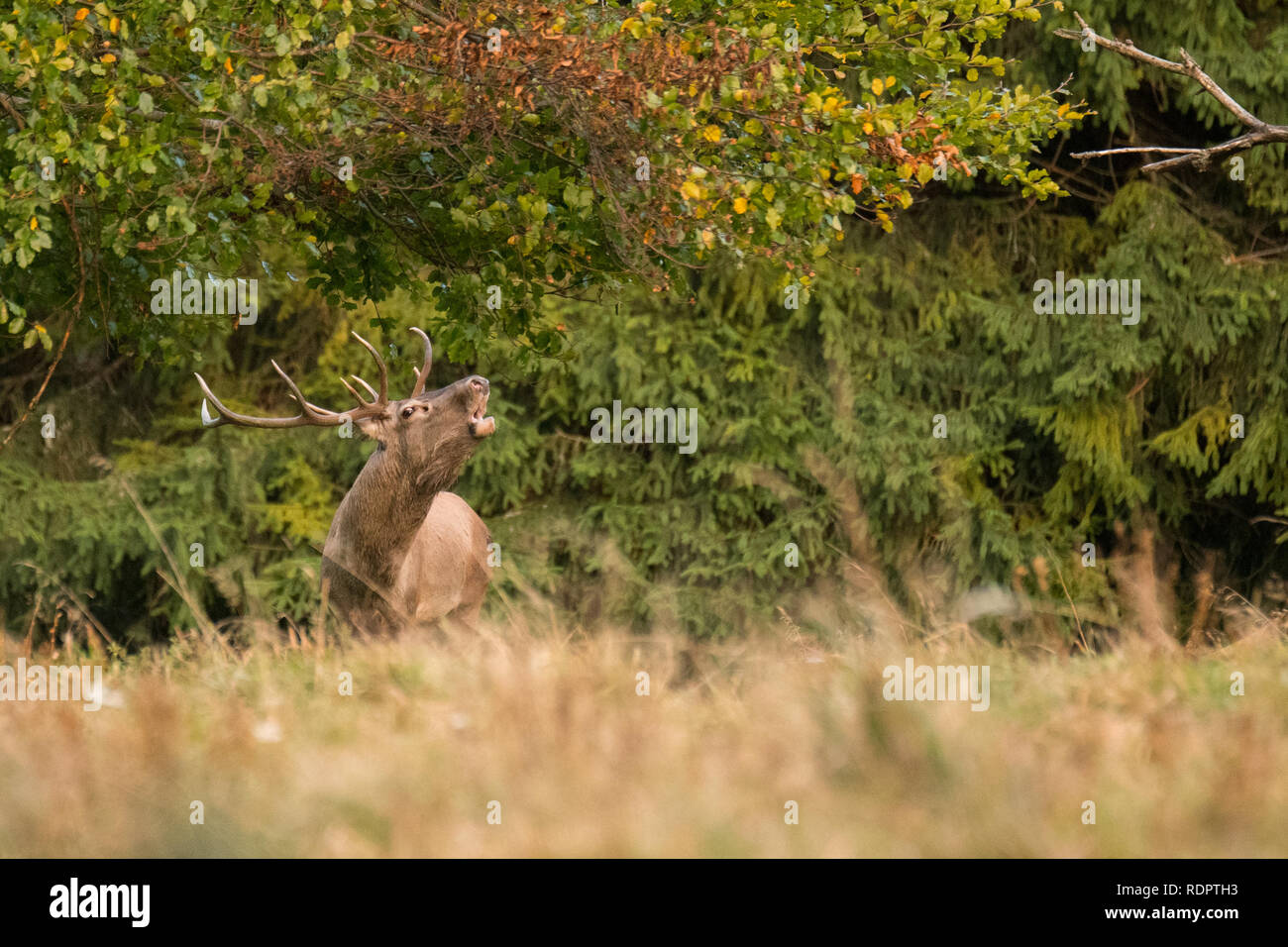 Red Deer (Cervus elaphus) roaring pendant le rut en automne. Bieszczady. Pologne Banque D'Images