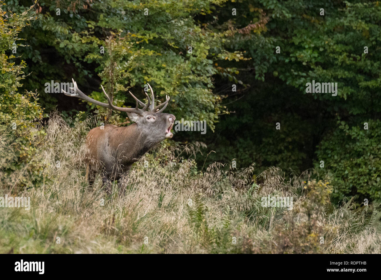 Red Deer (Cervus elaphus) roaring pendant le rut en automne. Bieszczady. Pologne Banque D'Images