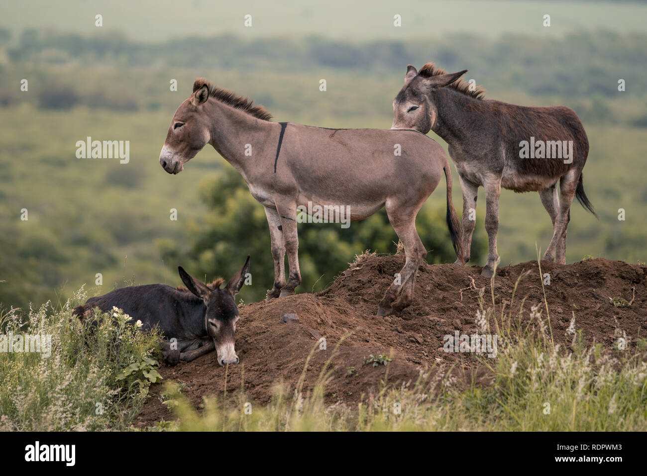 Un groupe d'ânes ; l'un couché et deux debout sur un monticule de terre en milieu rural KwaZulu Natal, Afrique du Sud Banque D'Images