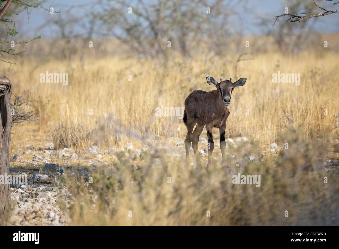 Gemsbok, Oryx d'Afrique du Sud, Gemsbuck (Oryx gazella) calf Banque D'Images
