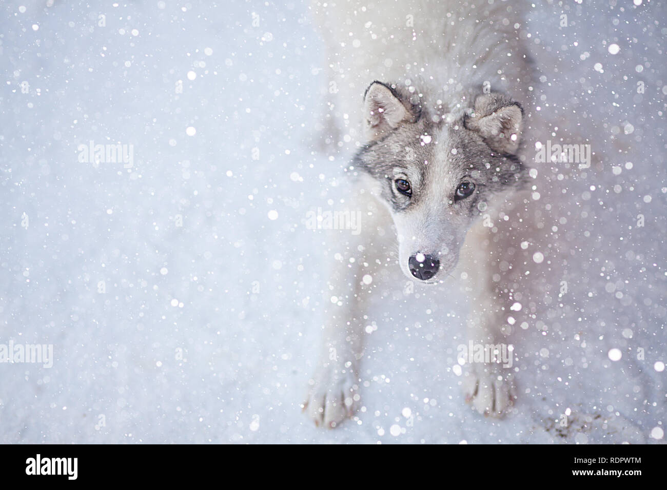 Chien Husky Couleur Gris Et Blanc Aux Yeux Bleus En Hiver