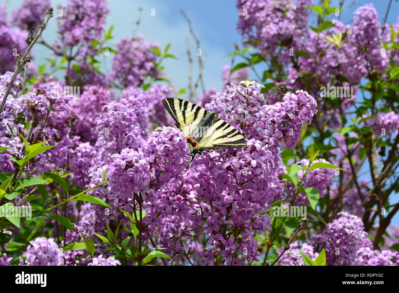 Papillon du machaon rare sur un lilas pourpre floraison Banque D'Images