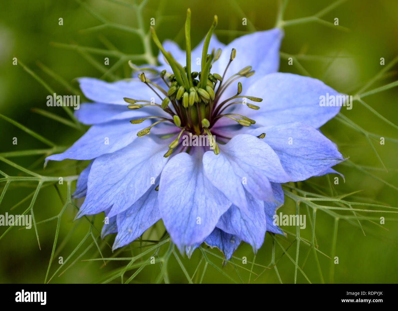 Nigella bleue , close-up Banque D'Images