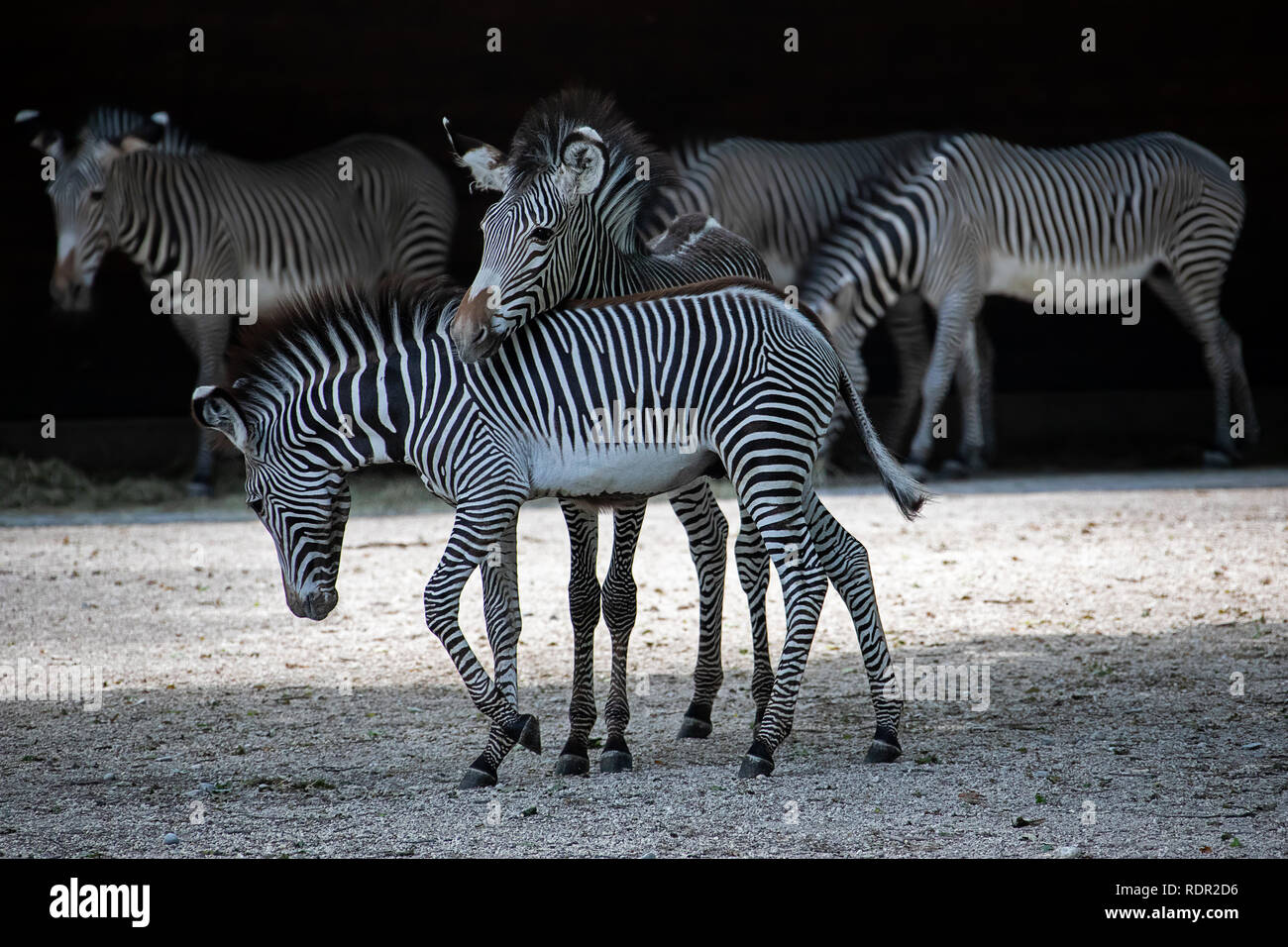 Zoo Augsburg, frères et sœurs Zebra Banque D'Images