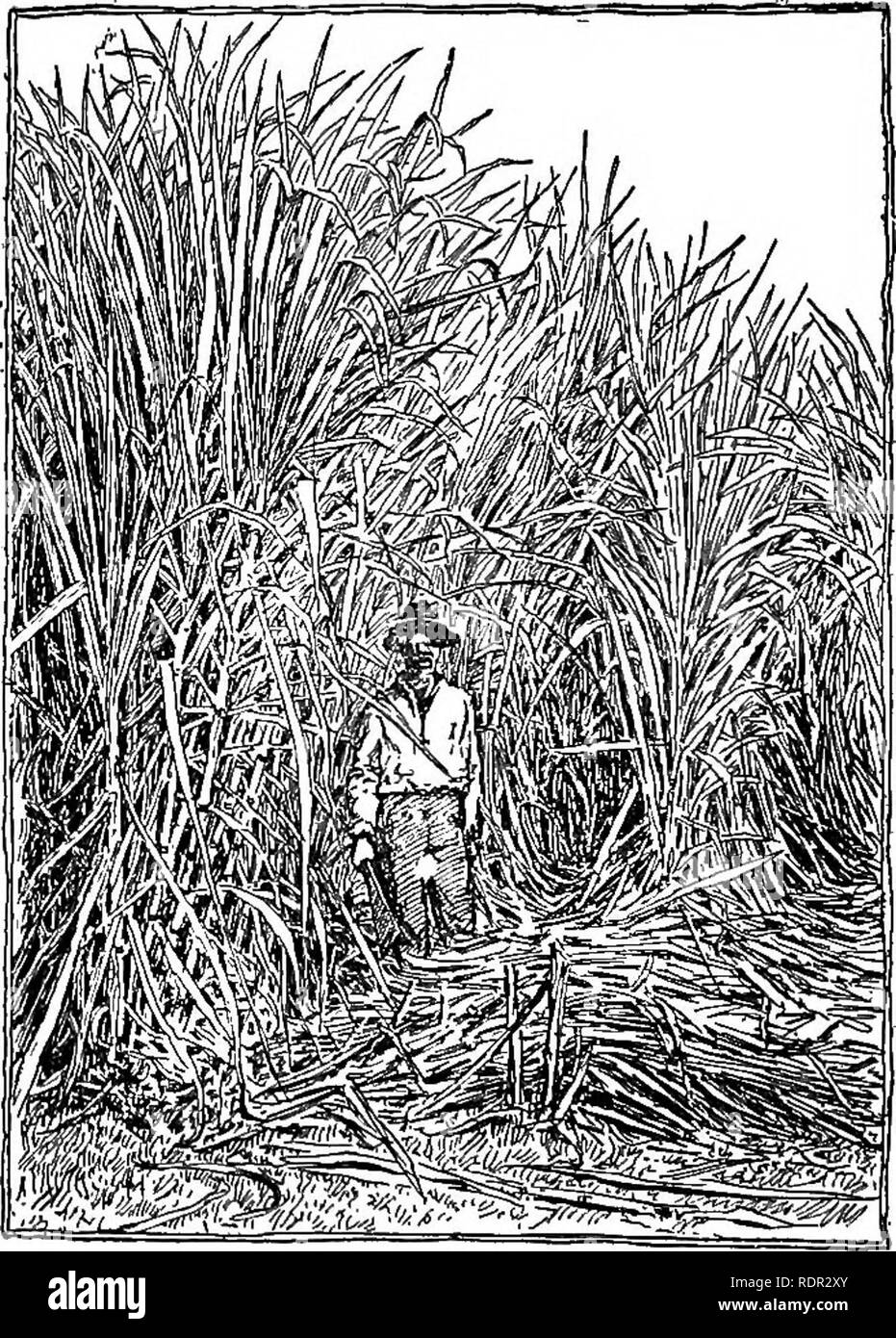 . Cyclopedia de cultures agricoles, une étude des cultures populaires et des méthodes de récolte aux États-Unis et au Canada ;. Produits agricoles ; l'Agriculture. Fig. 830. Harvestmg la récolte de canne à sucre. Hawaii. Il a maintenant commencé à New York et ailleurs. Les faits suivants ont été développés lentement : le nombre de graines fertiles produites en une panicule de canne est relativement faible, comme c'est le cas de beaucoup d'autres herbes. Le pouvoir de germination est très transitoire, étant à un maximum quelques jours après mûrissement et de diminuer rapidement par la suite, de sorte qu'au bout de quelques semaines, il est souvent complètement perdu. L'examen des graines o Banque D'Images