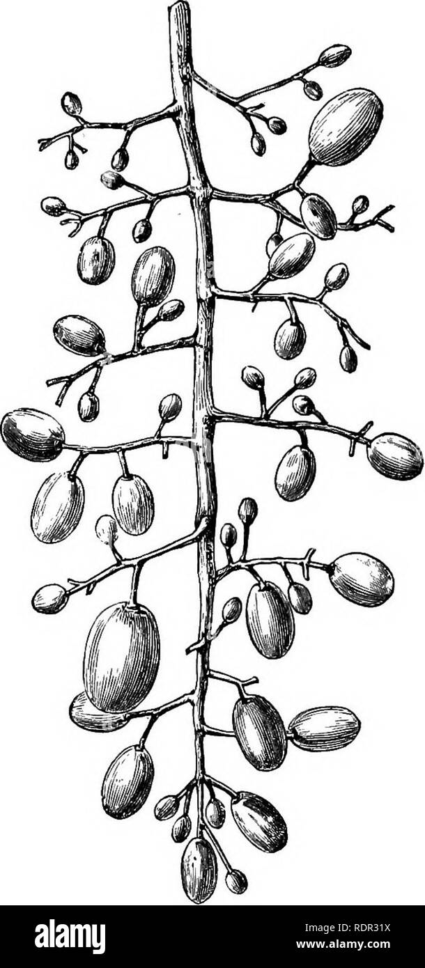 . Cassell's popular le jardinage. Le jardinage. La vigne et son fruit. 307 empêcher la condensation de l'humidité, .une lueur d'air à l'arrière et avant de la chambre devrait il a gardé toute la nuit, à moins que la météo est frosty, et la température appropriée ne peut pas a-t-il soutenu. Certains producteurs de raisin fertiliser leurs raisins en donnant à la vigne un rap avec la main pour définir le pollen en liberté ; d'autres trust à l'énergie naturelle de leurs vignes et d'une rapide forte atmo- sphère ; tandis que d'autres attirer la main vers le bas les grappes quand ils sont en fleur, mais c'est une mauvaise pratique, comme la pression et le mois Banque D'Images