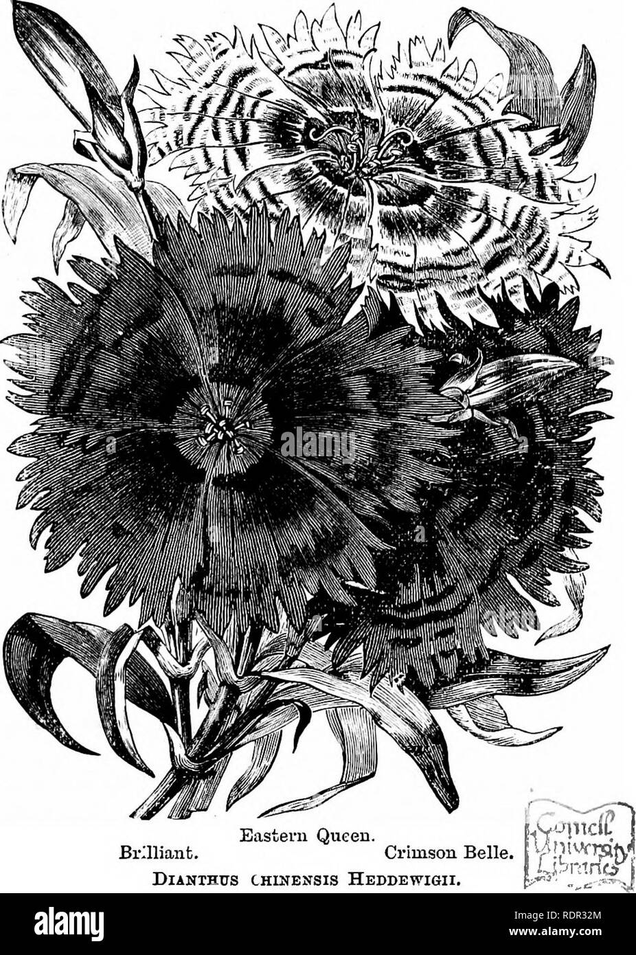 . Cassell's popular le jardinage. Le jardinage. GAKDEN COmiON fleurs. 293 peut être multipliée par division des racines. Une plante résistante, dire un deux ans, peut être divisé, si la garde-, entièrement fait en deux ou trois, et de cette façon, un ntunber de plantes peuvent bientôt être avait. On ne pourra pas compter sur les semences de produire exactement la forme il est nécessaire de préserver. Certains wqt vrai de caractère, mais un grand nombre de sport sera en d'autres couleurs, comme c'est souvent avec beaucoup de fleurs. D'autres. Le Dian- ainsi. (Nous obtenir ce nom de 4ios, divin, et anthos, fleur).- de ce chef- ing il y a inclus une grande tribu de ha Banque D'Images