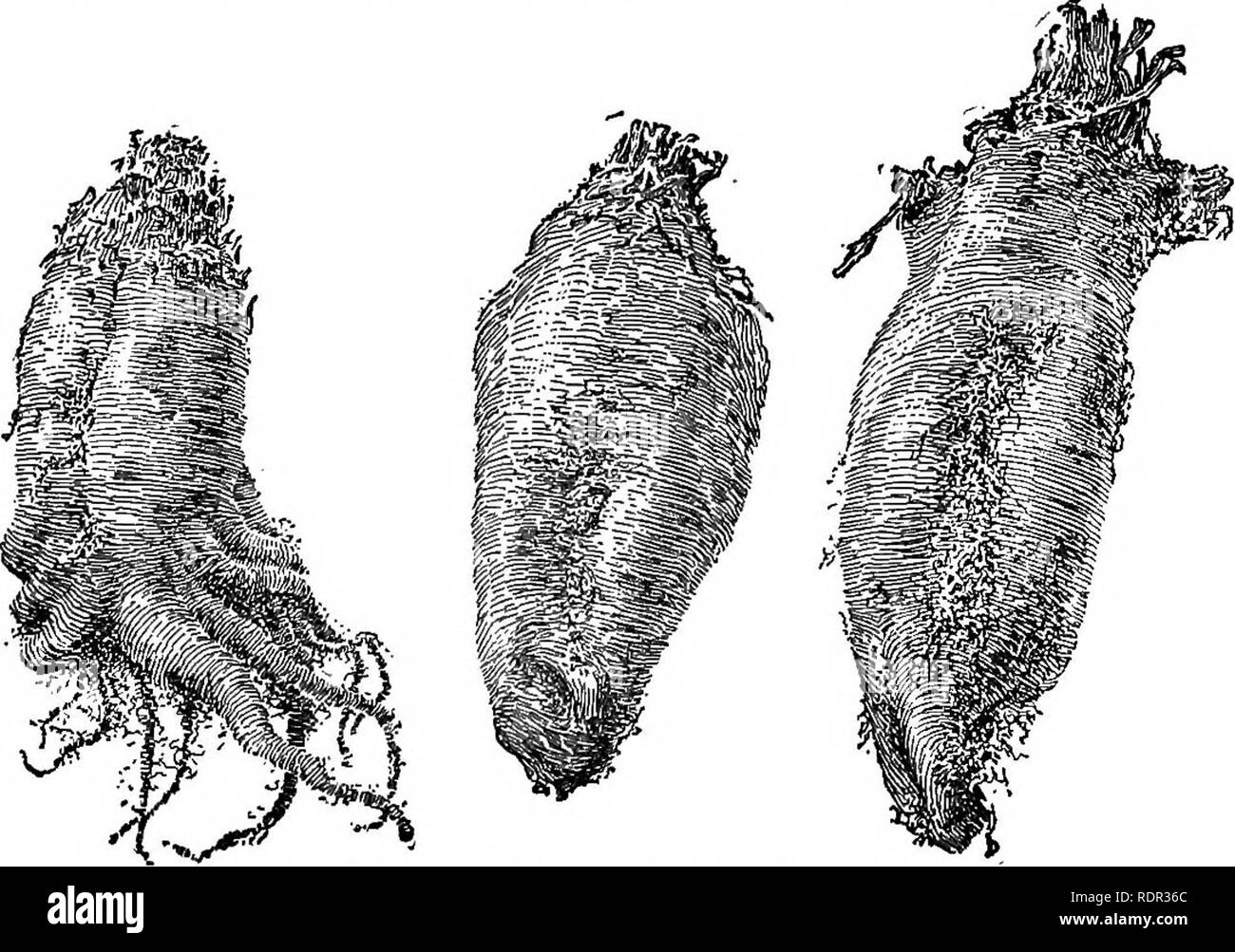 . Cyclopedia de cultures agricoles, une étude des cultures populaires et des méthodes de récolte aux États-Unis et au Canada ;. Produits agricoles ; l'Agriculture. Fig. 779. Un échantillonnage mangel. au printemps. Pas de récolte répond plus facilement à bon travail du sol, et aucune n'est plus décourageant pour le producteur qui se prépare, mais la moitié de la terre. L'utilisation du disque ou Acme et l'épi-Herses à dents, puis la herse Meeker pour finir le travail, est conseillée. Mangels faire mieux là où il y a beaucoup de soleil, et s'il y a un bon d'approvi- sionnement d'humidité dans le sol qu'ils s'épanouiront dans un climat chaud et sec. Après les deux premiers mo Banque D'Images