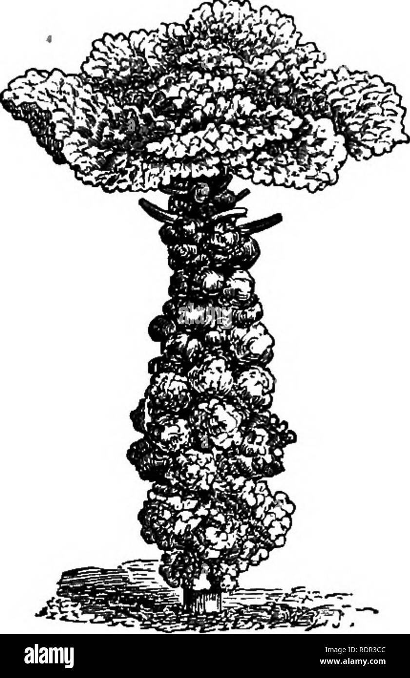 . Cassell's popular le jardinage. Le jardinage. Le potager. 167, pas vraiment. Par conséquent, si, en raison de la météo, &amp;c., d'importantes opérations sont reportés, de nombreux résultats importants attendus à l'heure seront également reportés, si pas tout à fait nul. Le repiquage Semis est une opération unique- ment, sur la bonne exécution de qui tout dépend. Plus de bonnes récoltes de légumes sont détruits dans la graine-casseroles et de lits que compte tenu de tout système d'indifférents après-culture. Ces jeunes plants d'offres, surpeuplés, pour toute longueur de temps ensemble, et à découvert, sont pour le le Banque D'Images