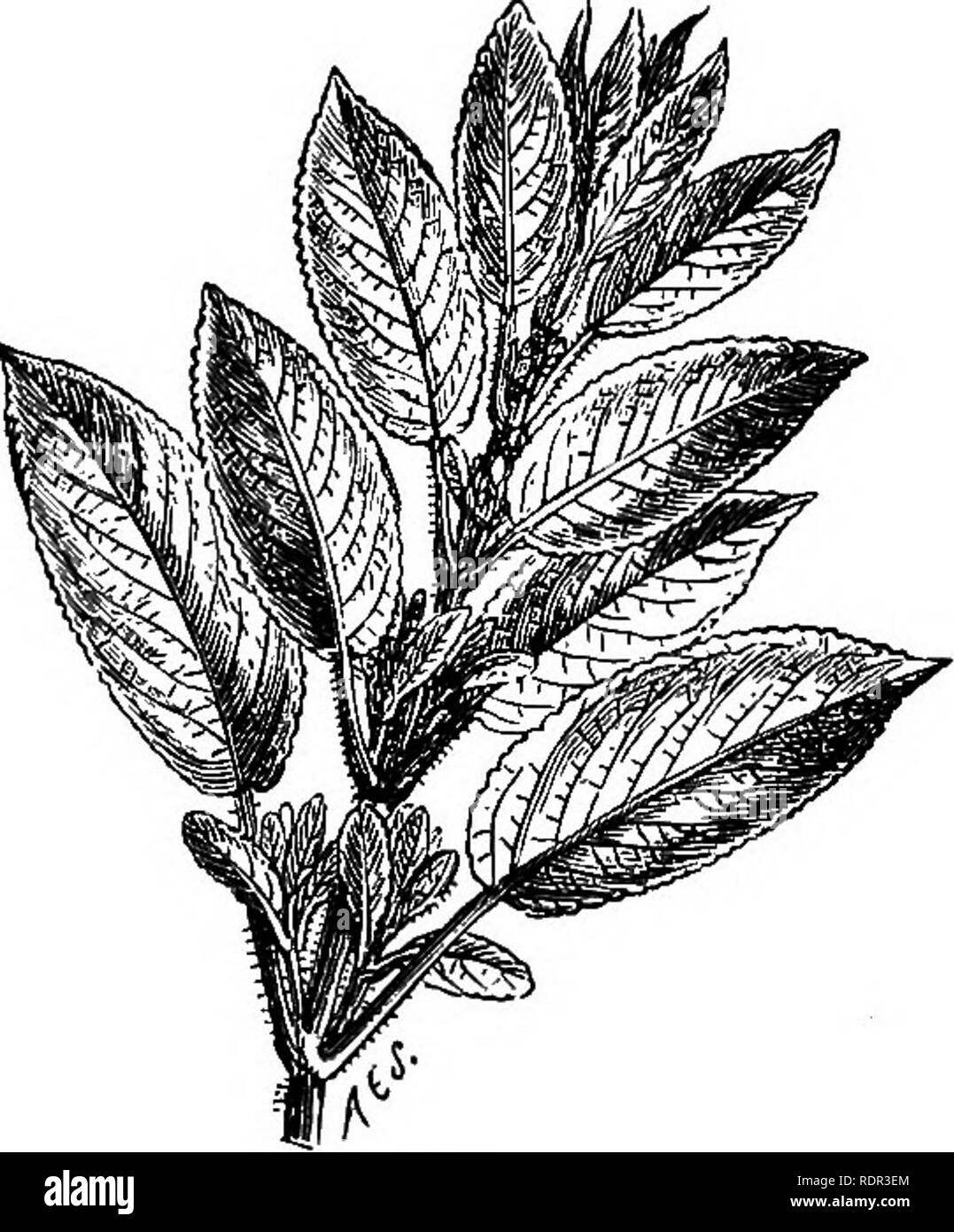 . Cassell's popular le jardinage. Le jardinage. POPTJLAK 140 CASSELL'S- jardinage. Â fois détruite durant de très graves." Ses utilisations â¢sont trop bien connues pour faire référence aux présentes. Le moyen le plus rapide et le meilleur mode de propagation est constitué de boutures frappant des jeunes pousses en croissance -durant le mois de mai. Les plantes issues de ces sont plus rapidement développée et plus solide que lors de feuillets ou plus mûri rejet sont tomaway à partir des usines et dibbled dans le sol, qui est une méthode pratique et verre pots où cos'er- iugs n'existent pas. Les boutures doivent être de longueur environ quatre articulations Banque D'Images