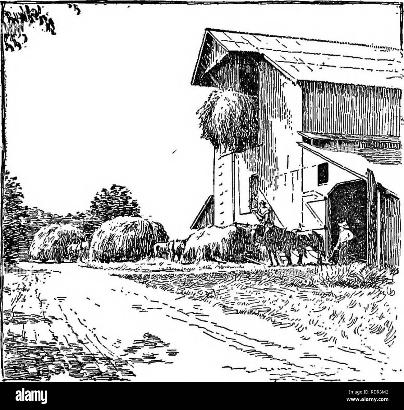 . Cyclopedia de cultures agricoles, une étude des cultures populaires et des méthodes de récolte aux États-Unis et au Canada ;. Produits agricoles ; l'Agriculture. Fig. 664. Utilisation de l'élingue liay en empilage de champ. en juillet dans de telles conditions, certains individus de ne pas fleurir jusqu'à la dernière date. Il est apprécié par tous les stocks. La fétuque des prés est considéré comme l'un des meilleurs Foin et pâturage de graminées. Il est apprécié par tous les stocks, mais ne sera pas prospérer à moins que la terre est en bon état. Il est adapté à l'herbe permanente-terrain seulement, puisqu'il faut deux ou trois ans pour atteindre son niveau le plus élevé de la productivité. Les deux vulpin des prés et Banque D'Images