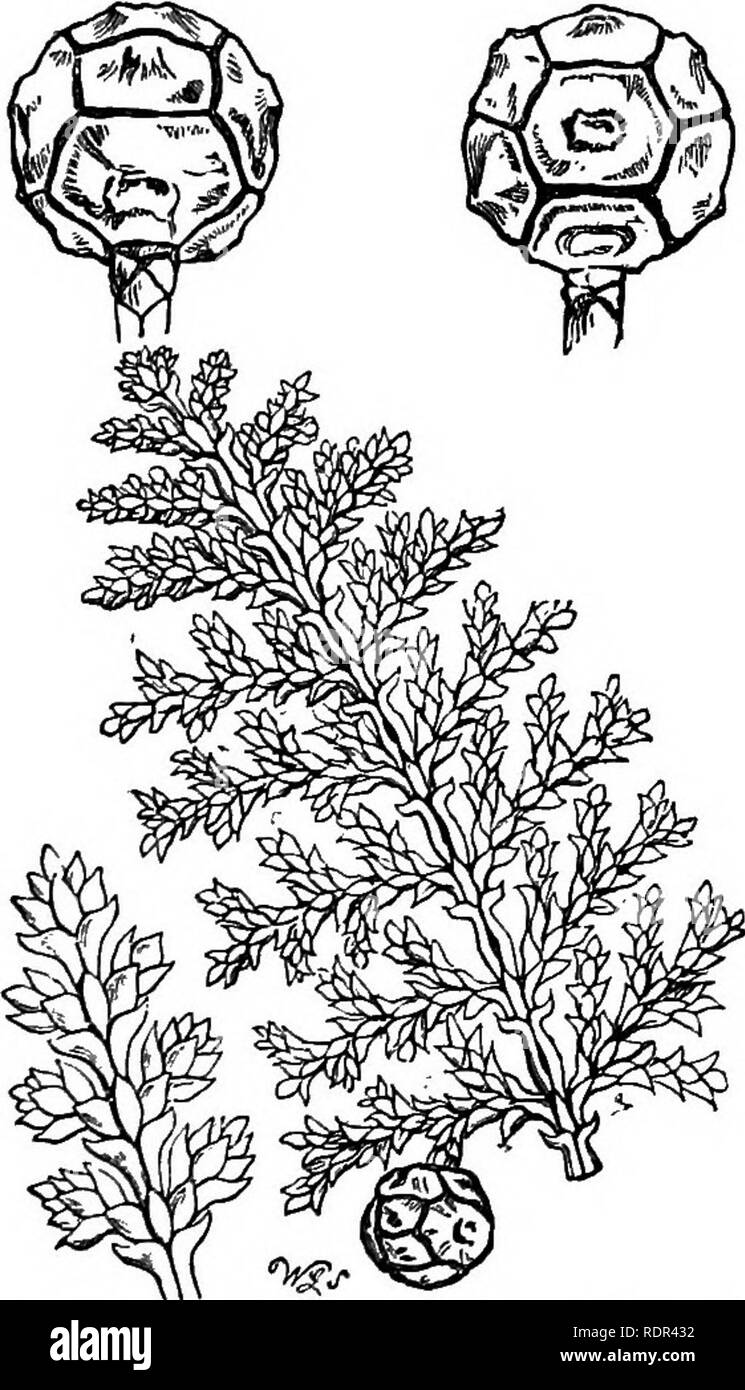 . Un manuel des conifères, contenant un examen général de l'ordre ; un résumé de l'hardy genre cultivé en Grande Bretagne ; leur place et l'utilisation dans l'horticulture, etc., etc. avec de nombreuses gravures sur bois et des illustrations. Conifères ; feuilles persistantes. PILICOIDES FILIFEEA RETINOSPOKA, K.. Retinospora 243 ericoides.-un petit arbuste compact, généralement de forme conique, n'excédant pas 3 ou 4 pieds de hauteur. Les branches sont très nombreux, et meublé avec des rameaux court vêtue de feuilles linéaires disposées en d'en face a souligné les paires, et marqué en dessous avec deux lignes glauques. Au cours de la saison de croissance Banque D'Images