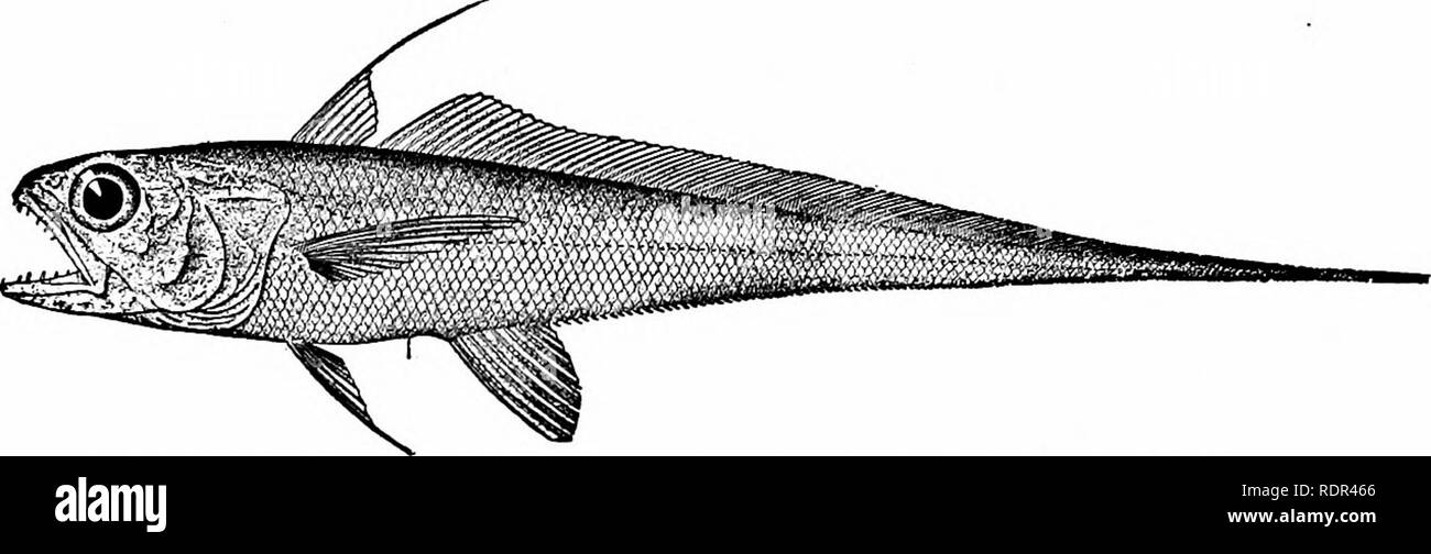 . Les poissons. Les poissons. Opisthomi Anacanthini 747 et le Japon. Parmi les autres genres sont Bathygadus, Gadomus, Re- gania, et Steindachnerella.. j Fig. 663.-Steindachnerella argentea (Goode &AMP ; Bean). Gulf Stream. Le Muraznolepidcs sont des poissons d'eau profonde, avec minute de civelles Kke balances, et pas de nageoire caudale. L'ventrals cinq sont radiographiés et il existe 10 pterygials.. Veuillez noter que ces images sont extraites de la page numérisée des images qui peuvent avoir été retouchées numériquement pour plus de lisibilité - coloration et l'aspect de ces illustrations ne peut pas parfaitement ressembler à l'œuvre originale.. La Jordanie, David Starr, 1851- Banque D'Images
