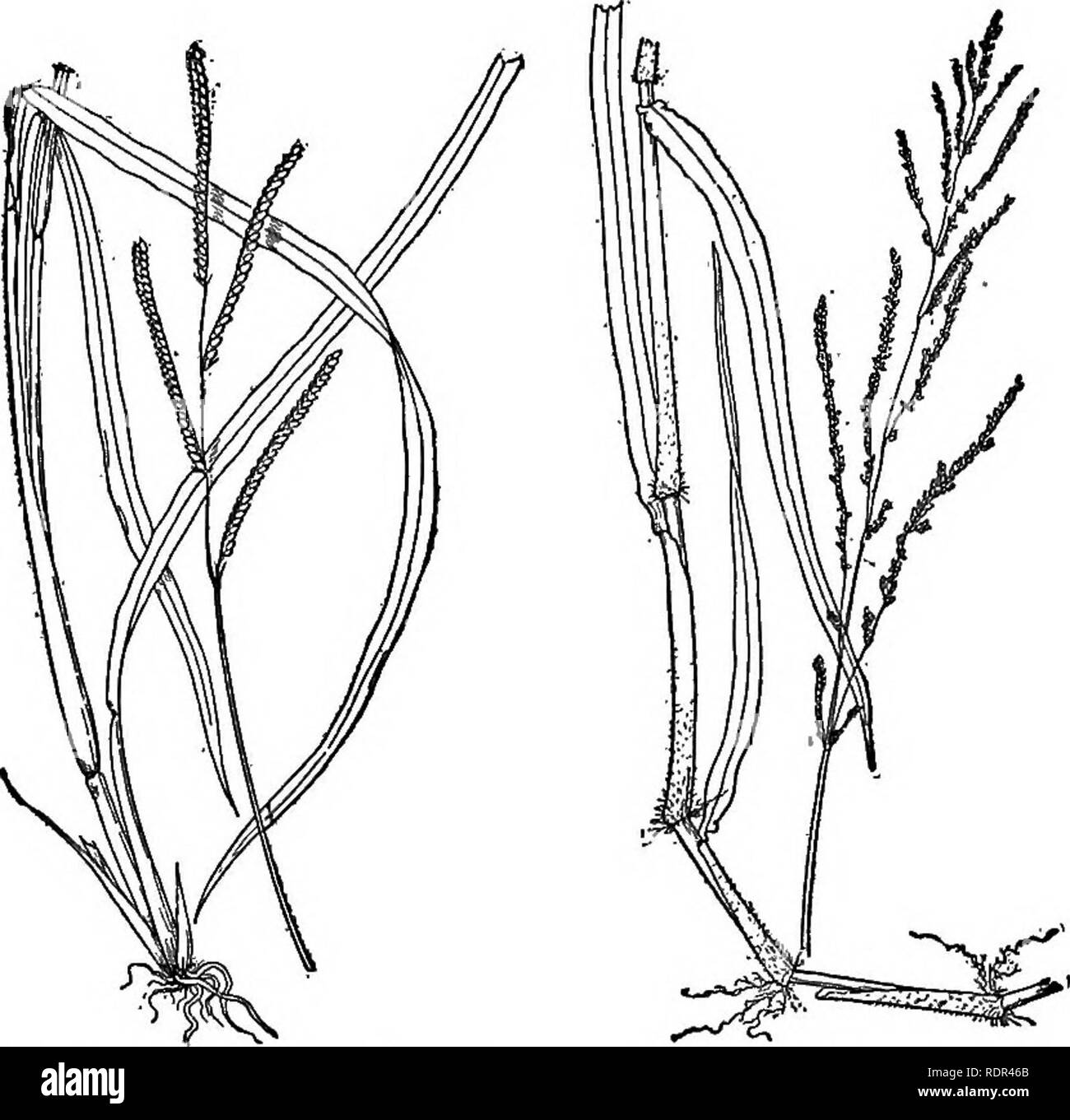 . Cyclopedia de cultures agricoles, une étude des cultures populaires et des méthodes de récolte aux États-Unis et au Canada ;. Produits agricoles ; l'Agriculture. Fig. 519. Le sorgho (Sorghum vulgare). Fig. 520. - Crabe grass (Syntheriema sanguinalis). Une mauvaise herbe très commune de l'herbe.. Fig. 521. L'herbe à l'eau (.Paspa- lum dilatatum). Fig. 522. Para-{Tnolle Panieum d'herbe), avec des épillets de structure semblable à ceux de Panicum mais disposés dans une face plus ou moins les pointes digitées. Considéré par beaucoup comme une section (Digitaria sanguinalis) de Panicum., Dnlac. L'herbe de crabe. (Fig. 520.) Une des mauvaises herbes annuelles cultivées en commun s Banque D'Images