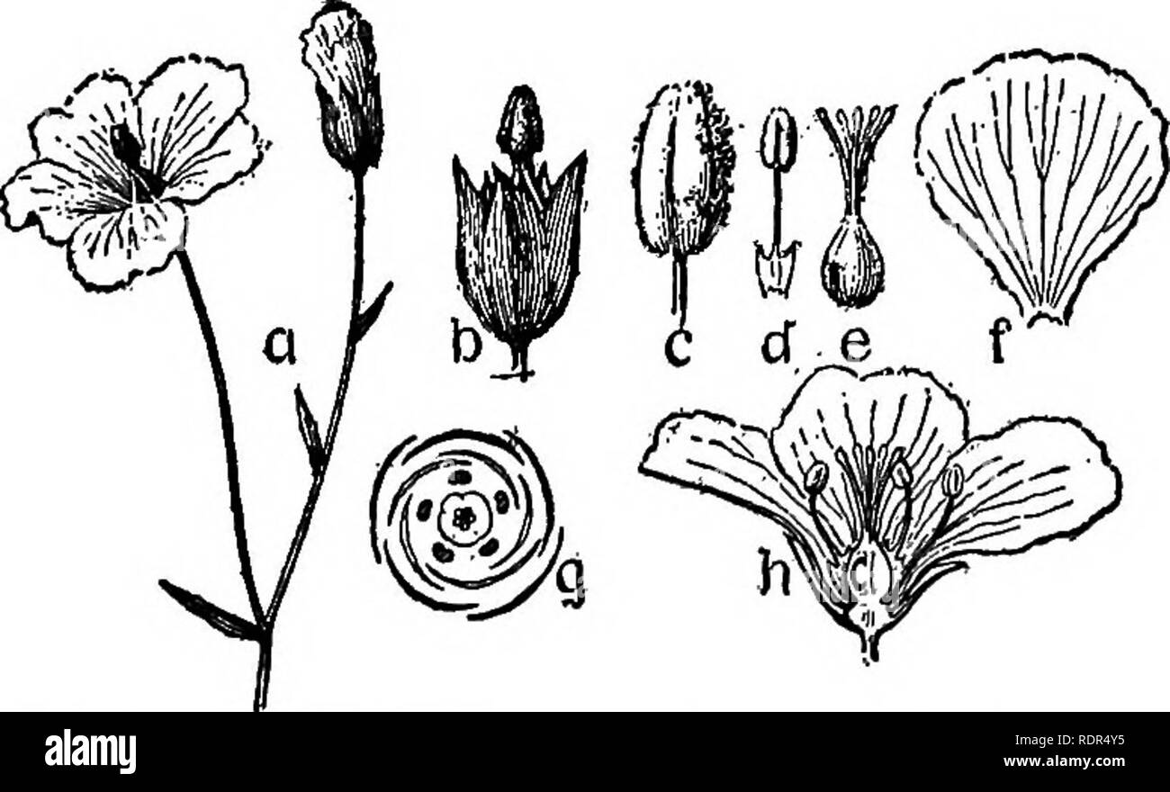 . Cyclopedia de cultures agricoles, une étude des cultures populaires et des méthodes de récolte aux États-Unis et au Canada ;. Produits agricoles ; l'Agriculture. Plantes à fibres de lin 293 quelques milles au sud de Mayagüez. Les feuilles de palmier sont traités comme ceux de la société jipi-japa. Le tissage est effectué par les femmes et les filles dans leurs propres maisons. Le centre de l'industrie est à Cabo Rojo, où l'open Plaza dans le centre de la ville est consacrée au séchage et le blanchiment des feuilles. Tresses de paille pour les chapeaux sont fabriqués à partir de différents types de paille. Du blé et espèces sont largement utilisés dans le sud de l'Europe et aussi en Chine. Banque D'Images