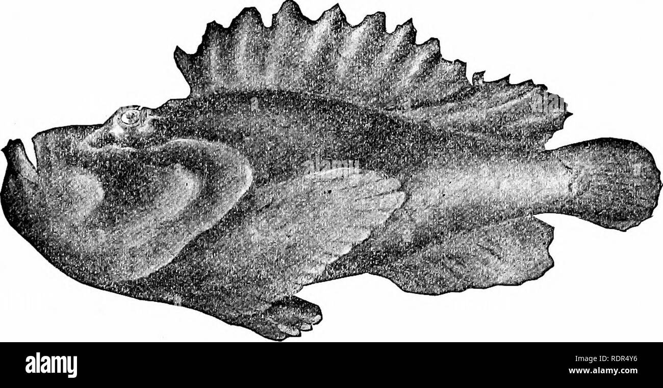 poisson roche tahiti