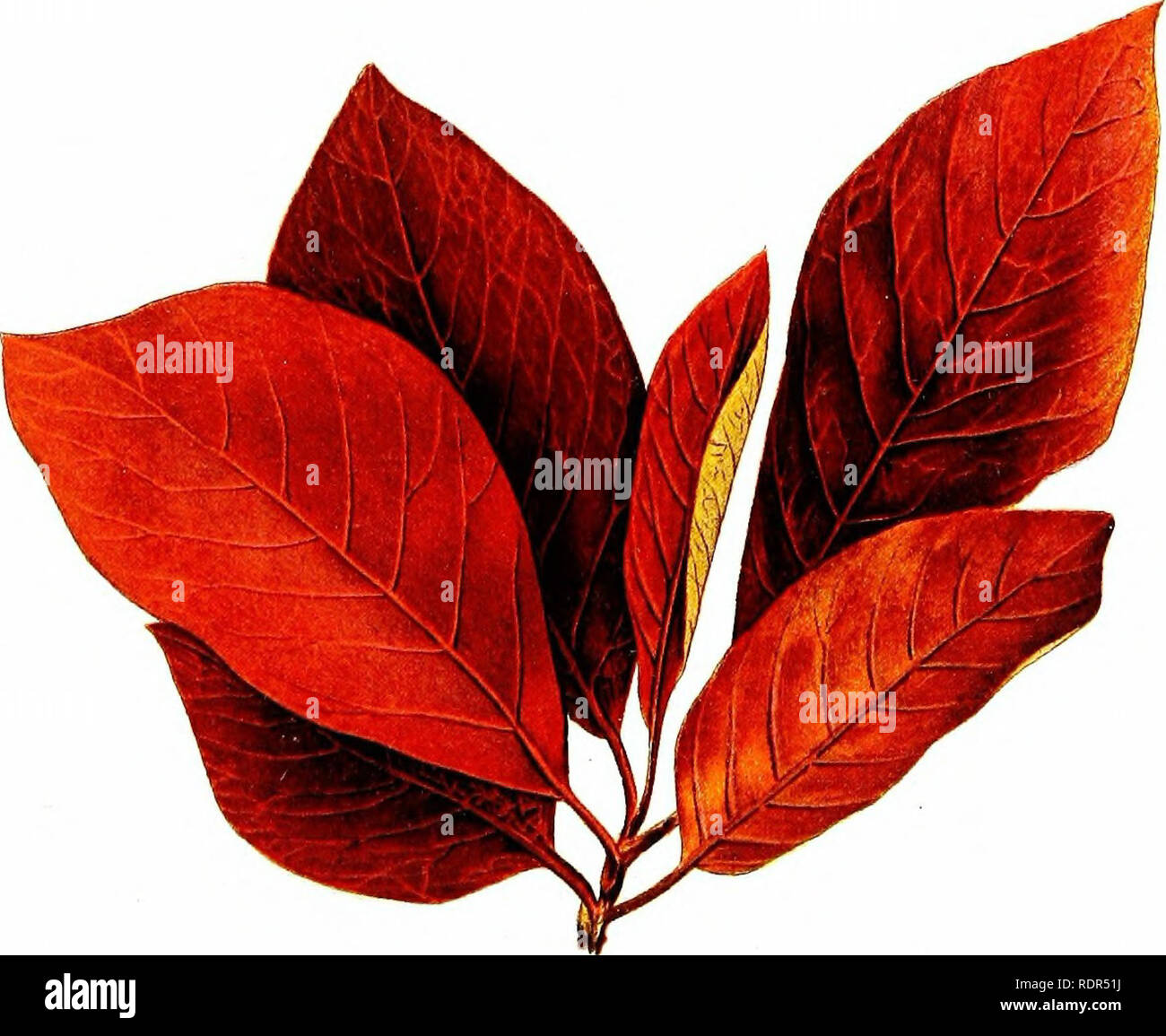 . La plantation d'arbres sur les voies publiques et dans les rues. La plantation d'arbres ; les routes. Je SASSAFRAS" NATU RAL TAILLE. PEPPERIDGE â f grandeur nature. Veuillez noter que ces images sont extraites de la page numérisée des images qui peuvent avoir été retouchées numériquement pour plus de lisibilité - coloration et l'aspect de ces illustrations ne peut pas parfaitement ressembler à l'œuvre originale.. Fox, William F. (William Freeman), 1840-1909. Albany, J. B. Lyon, imprimantes Banque D'Images