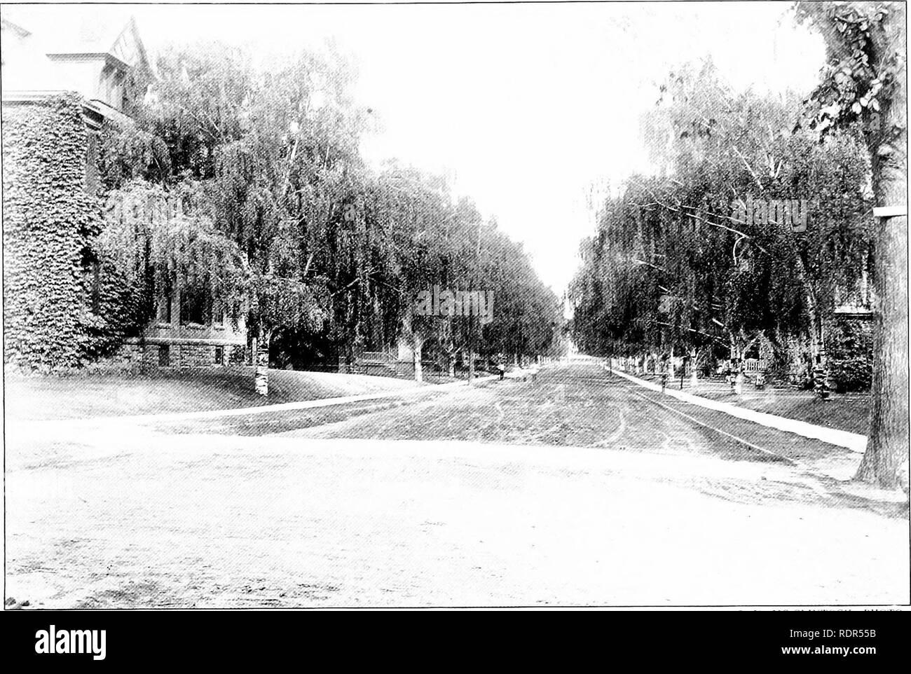 . La plantation d'arbres sur les voies publiques et dans les rues. La plantation d'arbres ; les routes. J. C. MC, CLINTUCK PHorO. Bouleaux blancs.-Rochester, N. Y.. Veuillez noter que ces images sont extraites de la page numérisée des images qui peuvent avoir été retouchées numériquement pour plus de lisibilité - coloration et l'aspect de ces illustrations ne peut pas parfaitement ressembler à l'œuvre originale.. Fox, William F. (William Freeman), 1840-1909. Albany, J. B. Lyon, imprimantes Banque D'Images