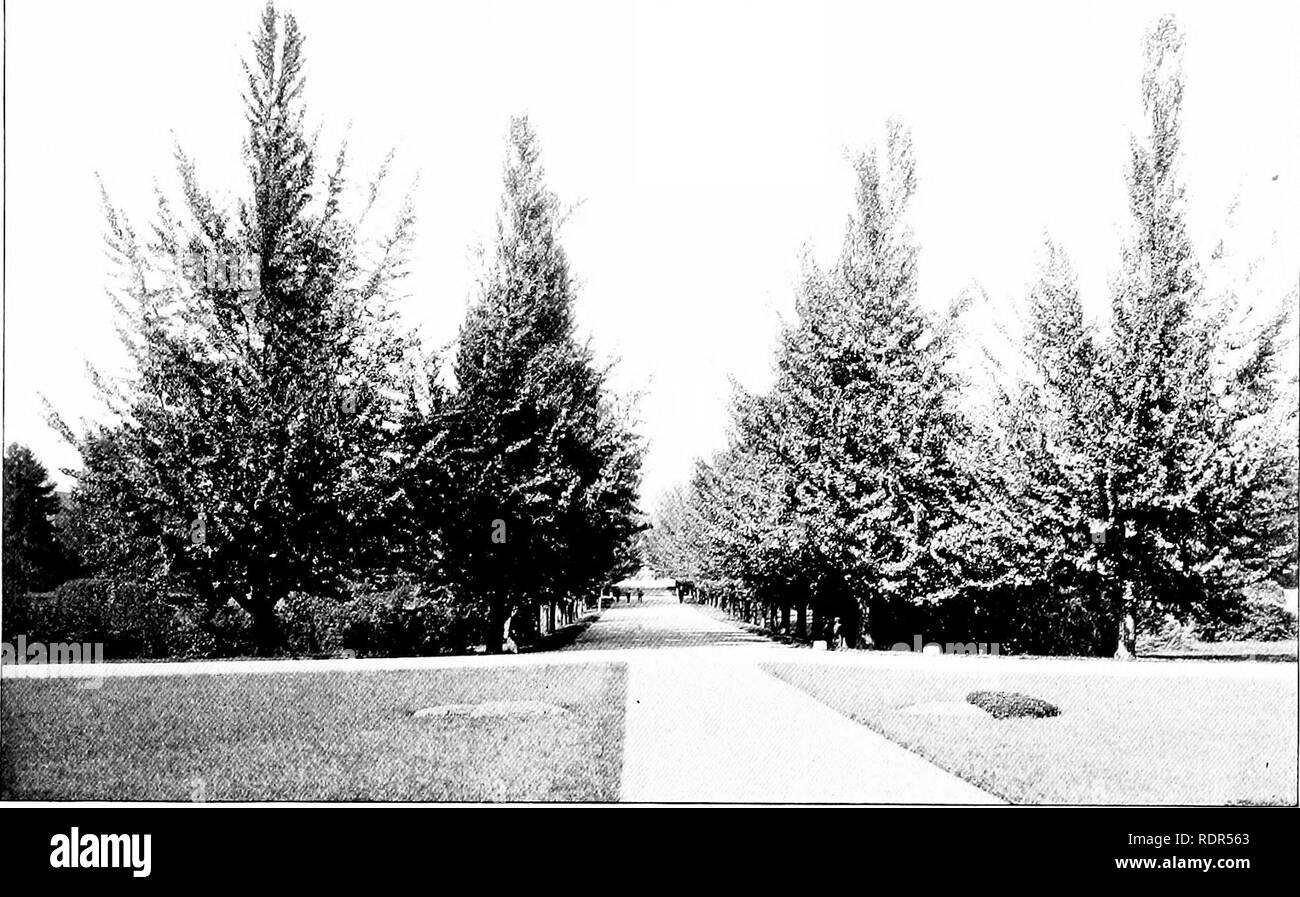 . La plantation d'arbres sur les voies publiques et dans les rues. La plantation d'arbres ; les routes. A. G. VARELA, PHOTO. GINKGOS. -AVENUE MENANT AU MINISTÈRE DE L'AGRICULTURE, Washington, D. C.. Veuillez noter que ces images sont extraites de la page numérisée des images qui peuvent avoir été retouchées numériquement pour plus de lisibilité - coloration et l'aspect de ces illustrations ne peut pas parfaitement ressembler à l'œuvre originale.. Fox, William F. (William Freeman), 1840-1909. Albany, J. B. Lyon, imprimantes Banque D'Images
