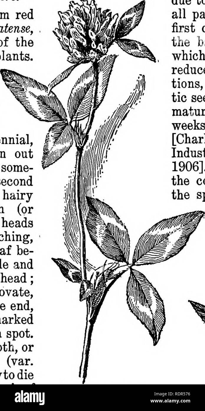 . Cyclopedia de cultures agricoles, une étude des cultures populaires et des méthodes de récolte aux États-Unis et au Canada ;. Produits agricoles ; l'Agriculture. CLOVER CLOVER 233 acidité. L'absence de collecte de l'azote bactéries peut parfois, être une cause. L'inoculation des sols avec des cultures a été essayé, mais pas avec l'uniforme ou des résultats très importants, bien que la culture nitragin a donné des rendements prometteurs en Europe. L'inoculation avec le sol d'un champ inoculé a donné de bons résultats dans ce pays, et sa valeur semble être pleinement démontrée. I. Le groupe trèfles de fourrage. (1) Le trèfle rouge, rouge moyen Banque D'Images