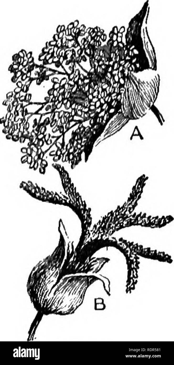 . Cyclopedia de cultures agricoles, une étude des cultures populaires et des méthodes de récolte aux États-Unis et au Canada ;. Produits agricoles ; l'Agriculture. CASTOR CASTOR-BEAN-BEAN 229. Bulletin n° 58, Division d'Chemigtry, United States Department of Agriculture ; Comptabilité générale de l'agriculture, 1904, n° 10, Calcutta, Inde ; Bulletin du département de botanique, la Jamaïque, Vol. IX, partie 6. CASTOR-bean. Rieinus comraunis, Linn. Euphor- biacece. Fig. 325-330. Par E. Mead Wilcox. L'huile de ricin est obtenue à partir des graines ou haricots de rieinus, une grosse plante vivace (traité comme annuelle dans les régions tempérées), l'ours- ing grand am Banque D'Images