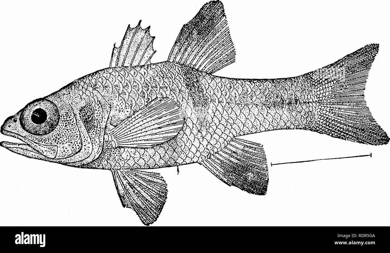 . Les poissons. Les poissons. Chapitre XXXIV LA BASSE ET LEURS PROCHES JE IL Cardinal-poissons. Le ApogonidcB Apogonidse.-ou en voiture- dinal-poissons sont la perchaude, principalement de petite taille, avec deux nageoires dorsales courtes. Ils sont trouvés dans les mers chaudes, et beaucoup d'entre eux entrer dans les rivières, certains même en- cohabitent hot springs. De nombreuses espèces de la rive sont rouge vif en couleur, généralement avec des bandes noires, bandes, ou des taches. D'autres encore, cependant, des oliviers ou argentée, et un peu dans les eaux plus profondes sont violet-noir. Les espèces d'apogon sont particulièrement nombreux, et dans les régions où elles sont abondantes, comme au Japon, th Banque D'Images