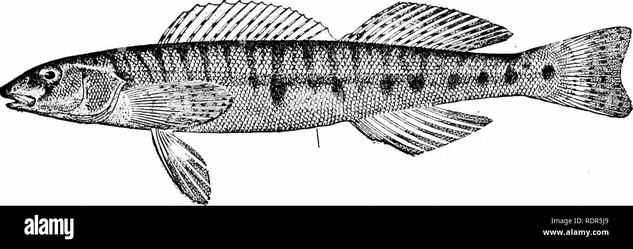 . Les poissons. Les poissons. Percoidea 526, ou la perche-comme les poissons au premier rang parmi les plus grands en taille parce que les dards, la plupart perchaude- comme dans sa structure, et moins dégénérées, on place le roi vert, Percina rex de la rivière Roanoke en Virginie. Cette espèce atteint une longueur de six pouces, est joliment coloré, et ressemble à un jeune wall-oeil. Le journal de la perche, Percina caprodes, est proche de cela, mais un peu plus petit, avec le corps entouré d'anneaux noirs en alternance. Fig. 413.-log-perche, Percina caprodes (Rafinesque). Léchant Co., de l'Ohio. petites et grandes. Dans cette espèce très répandue, assez grand pour prendre t Banque D'Images