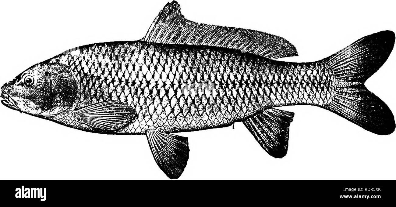 . Poissons américains ; un traité sur le jeu populaire et de l'alimentation des poissons d'Amérique du Nord, avec une référence particulière à des habitudes et modes de capture. Les poissons. La carpe asiatique. La carpe. Moucheté et boule. Lorsque nous avons le plaisir de marcher à l'étranger. Pour nos loisirs. Dans les champs est notre demeure pleine de délectation ; où dans un ruisseau. Avec un crochet. Ou dans un lac. Nous prenons du poisson ; il nous rester pour un peu, jusqu'à nous accrocher aux poissons. Si la chaleur excessive du soleil faire nos corps swelter. Pour une haie d'osier que nous obtenons pour un sympathique refuge ; où dans une digue. La perche ou le brochet, le gardon ou moucheté, nous n'chase sombre ou pivot. Sans réticence ; W Banque D'Images