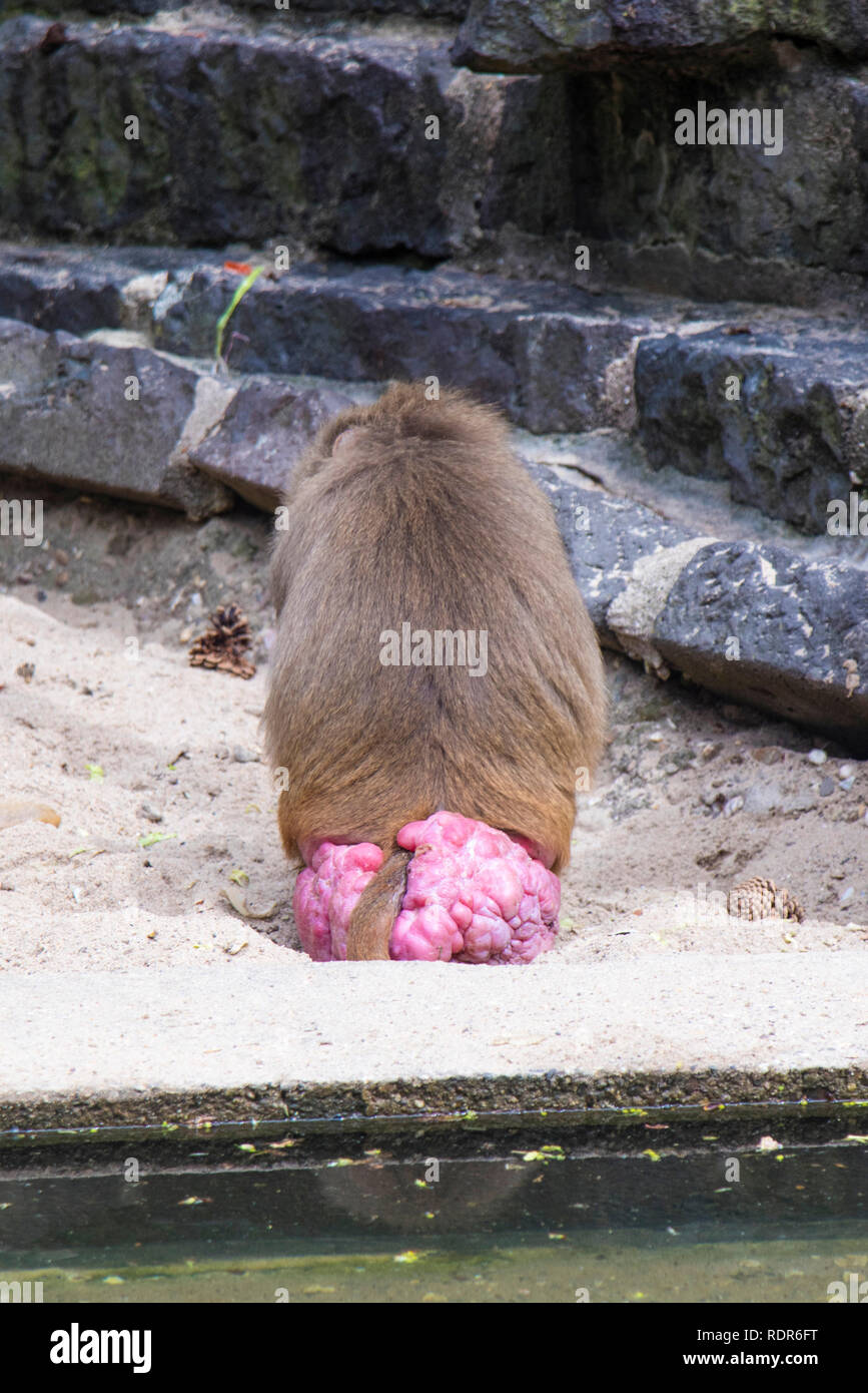 Singe babouin assis et montrant son cul rose Photo Stock - Alamy