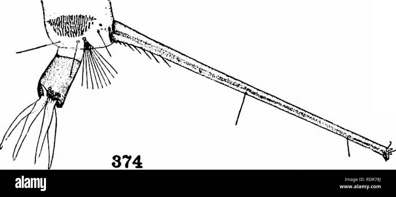 . Les moustiques de l'Amérique du Nord et en Amérique centrale et aux Antilles. Les moustiques. 373. Veuillez noter que ces images sont extraites de la page numérisée des images qui peuvent avoir été retouchées numériquement pour plus de lisibilité - coloration et l'aspect de ces illustrations ne peut pas parfaitement ressembler à l'œuvre originale.. Howard, L. O. (Leland Ossian), 1857-1950 ; Dyar, G. Harrison Harrison (gris), 1866-1929, coauteur ; Knab, Frederick, 1865- coauteur. Washington, D. C. , Carnegie Institution of Washington Banque D'Images