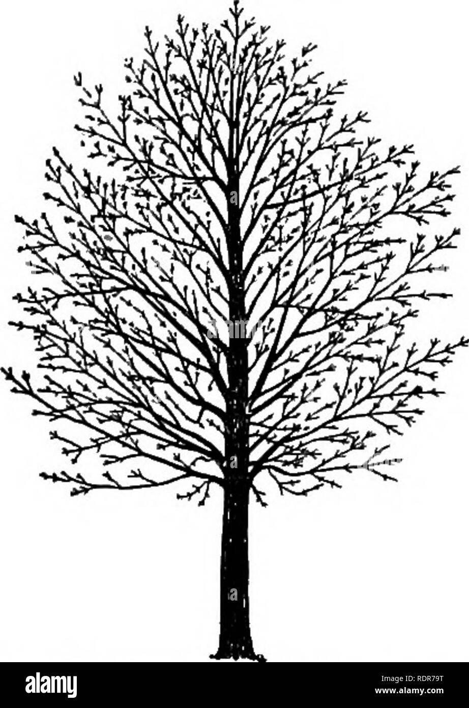 . Un arbre d'ombrage guide. Les arbres. 14 GUIDE DE L'arbre d'Ombrage. sive membre. À quelques exceptions près, les extrémités des branches de fraisage est mal et qui coupe l'ensemble de top est une boucherie. Les succursales qui ne pend trop bas ne doit pas être coupé, mais réduit à un tronc ou branche principale. Si branches poussent de sorte qu'ils interfèrent avec les fils électriques, les fils ont soit réduit, soit re- déplacer entièrement tous les trois ou quatre, mais la plupart des tiges vigoureuses et stimuler l'arbre de porter une couronne au-dessus du fil. (Voir p. 19.) pour le traitement des jambes lourdes blessures, voir page 15. La vigueur. Si un arbre est tellement affaibli que branches sèches apparaissent, c Banque D'Images