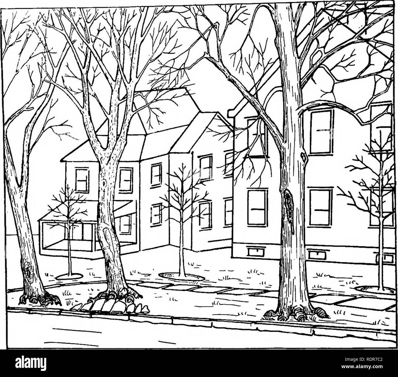 . Un arbre d'ombrage guide. Les arbres. Arbre d'Ombrage GUIDE.. Fig. 2. Les jeunes arbres plantés sur une ligne intérieure en prévision de l'élimination des vieux arbres décadents sur le freiner. Les meilleurs arbres pour les rues de la ville, rues étroites (moins de 60 pieds de largeur entre la construction de lignes.) de l'érable de Norvège Ginkgo Micocoulier Frêne vert gomme rouge Érable rouge rues moyenne criquet du miel. (60 à 90 pieds de largeur entre la construction de lignes.) Ginkgo Chêne écarlate Chêne rouge Érable de Norvège érable sycomore Micocoulier Chêne rouge Pin Tilleul Frene Blanc / Rouge Gum miel érable à sucre Marron d'acridiens des rues larges, (plus de 90 pieds de largeur entre les lignes de construction.) W Banque D'Images