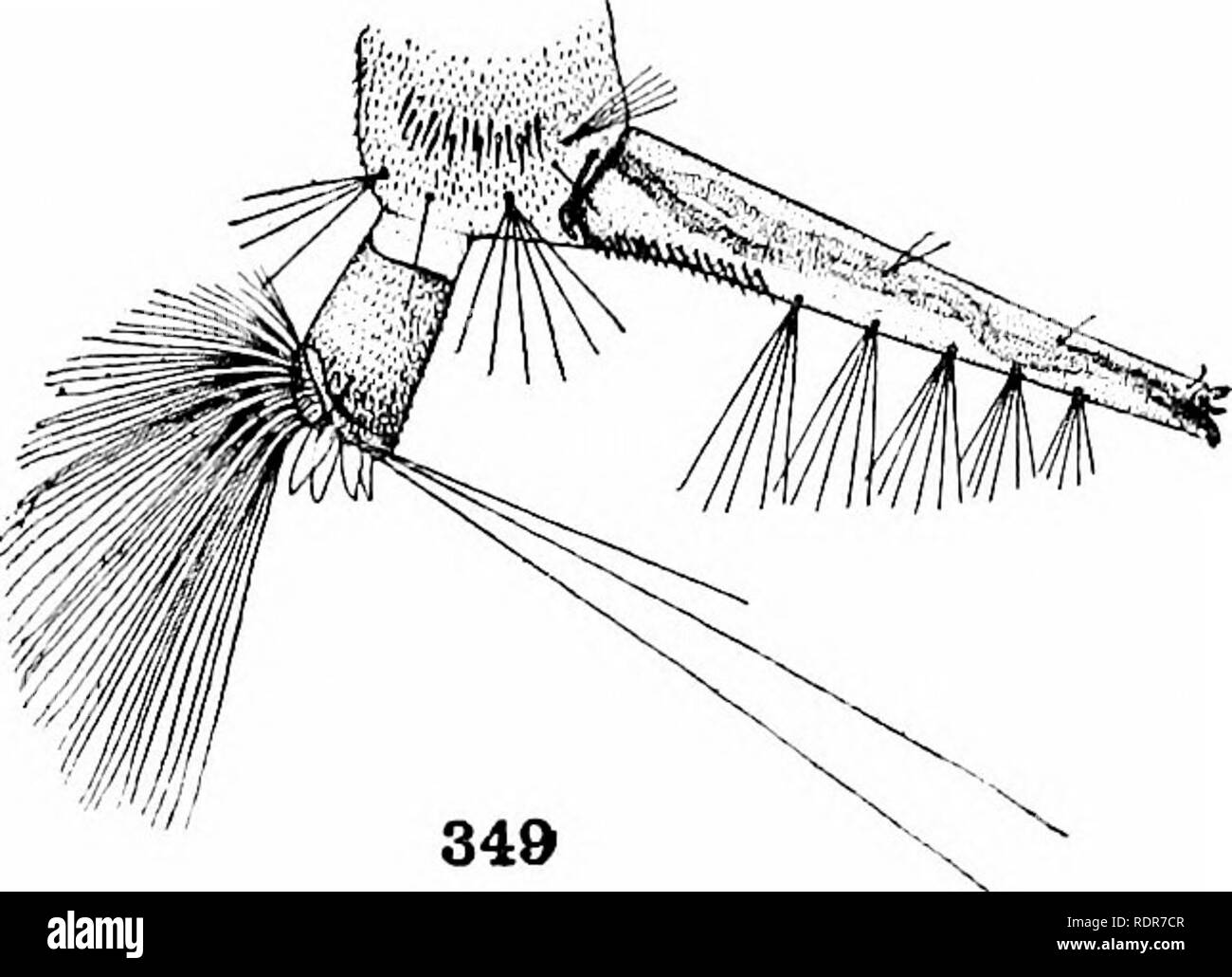 . Les moustiques de l'Amérique du Nord et en Amérique centrale et aux Antilles. Les moustiques. 349. Veuillez noter que ces images sont extraites de la page numérisée des images qui peuvent avoir été retouchées numériquement pour plus de lisibilité - coloration et l'aspect de ces illustrations ne peut pas parfaitement ressembler à l'œuvre originale.. Howard, L. O. (Leland Ossian), 1857-1950 ; Dyar, G. Harrison Harrison (gris), 1866-1929, coauteur ; Knab, Frederick, 1865- coauteur. Washington, D. C. , Carnegie Institution of Washington Banque D'Images