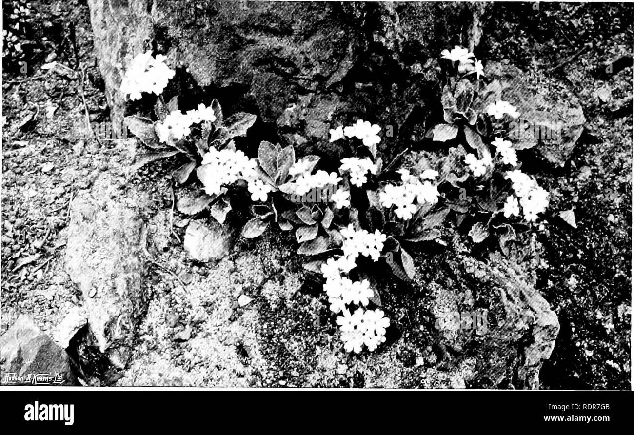 . Jardins pour les petites maisons de campagne . Jardins, l'anglais. 144 jardins pour les petites maisons de campagne.. FIG. 365.-ALPINE PRIMULAS croissant dans la fissure horizontale. Des plantes alpines, presque sans exception, revel dans un profond, sols riches et frais.'- Aucune difficulté ne devrait être épargné pour assurer une bonne préparation. Les grands ennemis des plantes de montagne dainty sont humides et la sécheresse. Une profonde et bien travaillé, sol poreux fera plus fatalitifes à empêcher que n'importe quelle quantité d'un drainage artificiel et superficiel de l'arrosage. La presque totalité de la flore alpine a une aversion intense d'un raide ou rémanents du sol. AH u sol Banque D'Images