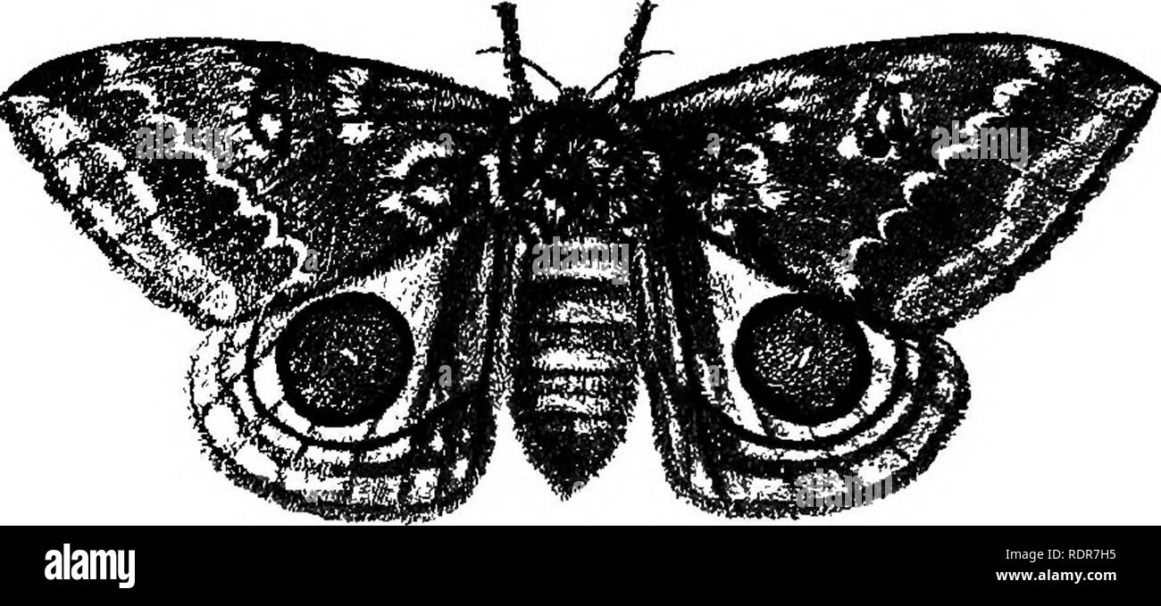 . Un traité sur les insectes nuisibles à la végétation . Les insectes nuisibles. 396 LEPIDOPTEEA. ligne, et sur le milieu de l'aile d'une grande tache bleue ronde, avoir une large bordure noire et blanche centrale un tiret. Les ailes antérieures de la femelle (Fig. 192) sont violet-brun, min- Fig. 192.. gled avec gris ; le zigzag et lignes ondulées à travers eux sont gris, et l'espace au milieu des lettres est remplacée par une tache brune entourée par une ligne grise ; les ailes postérieures ressemblent à celles de l'homme en couleur et mark- ings ; le thorax et les pattes sont brun-violet ; et l'abdo- men est jaune ocre, avec un na Banque D'Images