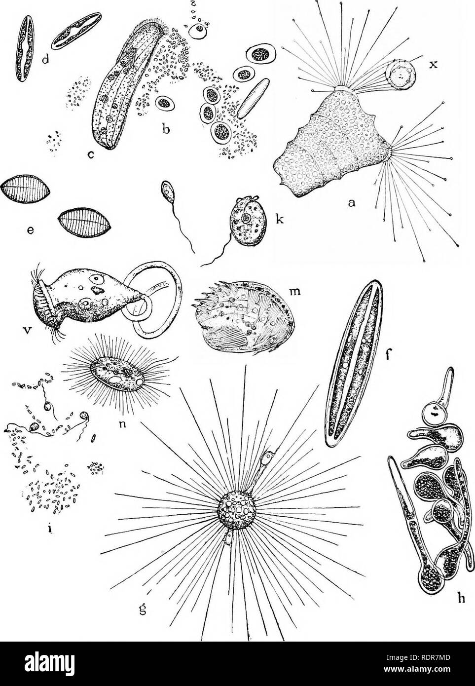 . Principes du zoo économique ?logie. Zoologie, économique. 4 LA DIRECTION GÉNÉRALE DES protozoaires. Fig. 3.-organismes très abondamment trouvés dans (.-d'eau de mer communs thai a passé quelques jours dans un plat peu profond : une Acineta en herbe, avec l'embryon ; b, spores d'algues, de bactéries ; c, Chilodott Navicida : d, petite ; c, Cocconeis ; /, les grandes espèces d'Xaricnin eiliate infusorian j :, ; v, Vorticella, avec petite partie de sa tige. (Bull. U. S. F. C, 1895.). Veuillez noter que ces images sont extraites de la page numérisée des images qui peuvent avoir été retouchées numériquement pour plus de lisibilité - coloration et l'aspect de ces Banque D'Images