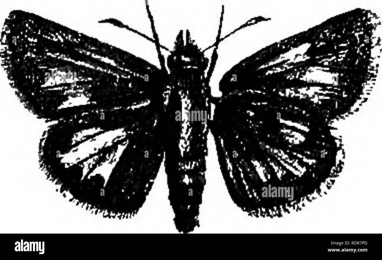 . Un traité sur les insectes nuisibles à la végétation . Les insectes nuisibles. 314 LEPIDOPTERA. tache jaune occupant la plus grande partie du moyen, quatre ou cinq minutes des taches de la même couleur près de l'extrémité des ailes avant, sur lequel est également une courte ligne brunâtre à l'extrémité extérieure de la maille centrale ; dessous de les ailes antérieures semblables à la partie supérieure, mais plus pâle ; ailes postérieures brown sous, avec un point jaune près de l'épaule, et une très large bande jaune profond, qui n'a pas obtenu la marge interne, et n'a pas de dent s'étendant de projection vers l'obstacle à bord. L'homme n'a pas l'usu Banque D'Images