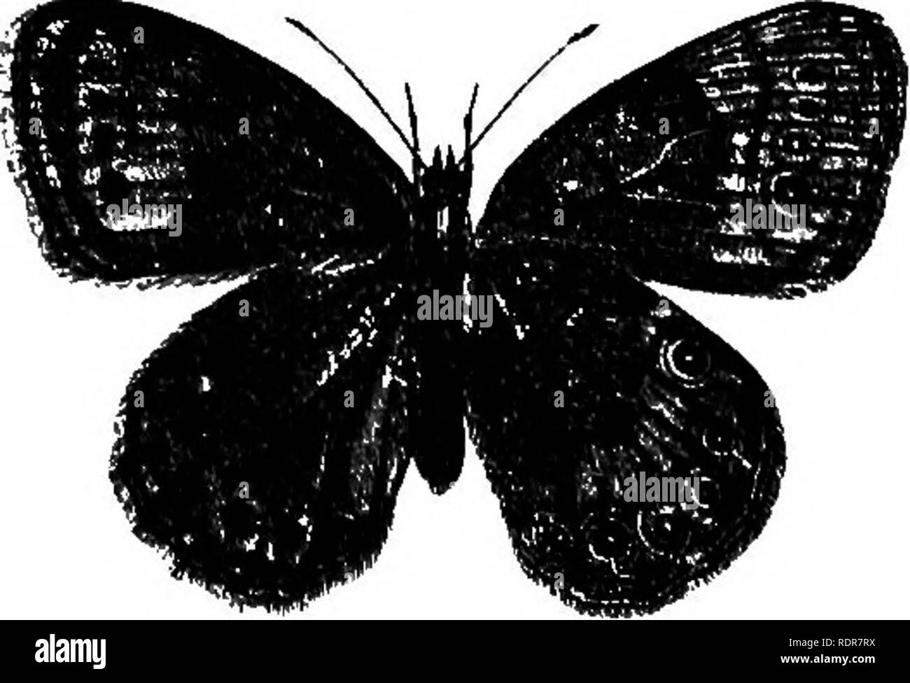 . Un traité sur les insectes nuisibles à la végétation . Les insectes nuisibles. Alope Clotilde, Fab. Alope papillon. (Fig. 127.) les ailes antérieures ; brun foncé avec une large bande jaune ocre au-delà du milieu, en joignant deux points noirs, avec un centre bleu ciel ; ailes postérieures, à encoche derrière, avec de un à trois points comme d'une couleur noire, avec un centre bleu sur le côté supérieur, et quatre ou cinq du même genre, mais de taille différente, en dessous ; le dessous de .les ailes est brun pâle, avec de nombreuses stries brun foncé. L'œil-taches sur les ailes postérieures sont parfois vouloir chez les mâles. S'AGRANDIT Banque D'Images