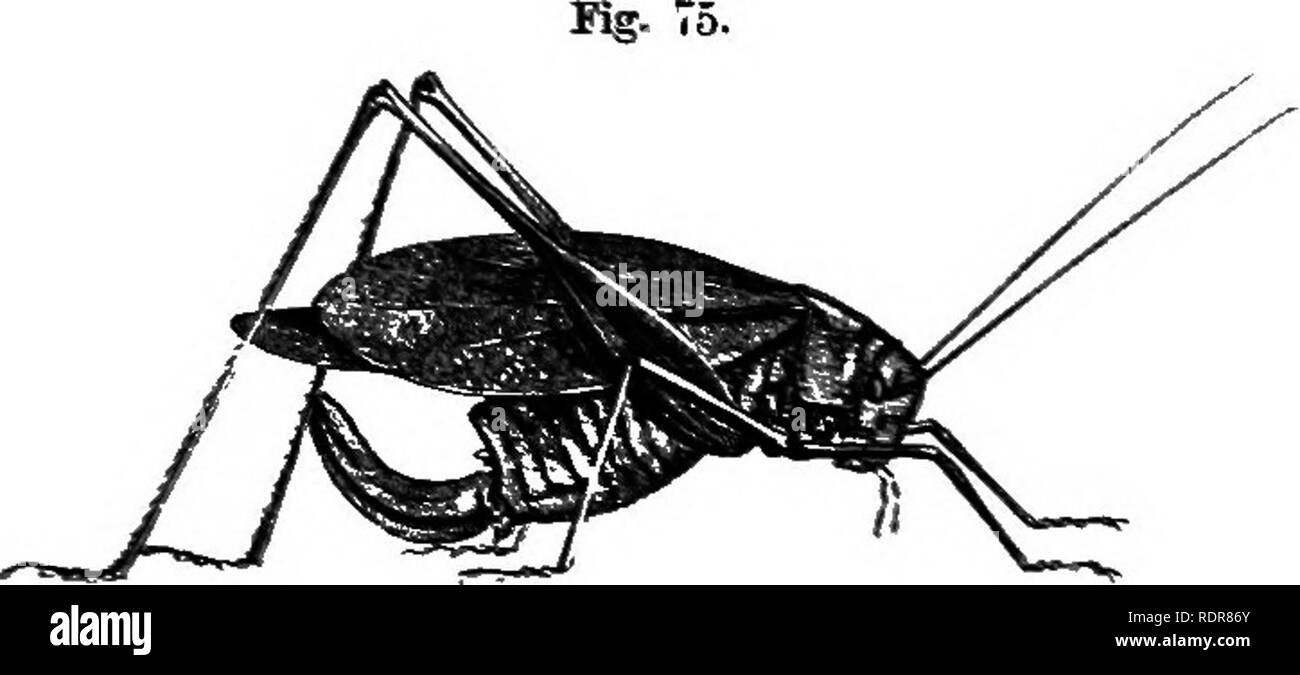 . Un traité sur les insectes nuisibles à la végétation . Les insectes nuisibles. Les feuilles oblongues-aile. 159 un huitième d'un pouce de longueur. Ils ressemblent à de minuscules coquilles bivalves ovales en forme. L'insecte pond eux ha deux con- tiguous rangées le long de la surface d'une brindille, l'écorce de ce qui est précédemment rasés ou fait rugueuse avec son pierceur. Chaque ligne se compose de huit ou neuf œufs, placés un peu obliquement, et qui se chevauchent un peu, et ils sont attachés à la branche morte avec une substance gommeuse. Dans l'éclosion, l'oeuf se divise ouvert à une extrémité, et les jeunes à travers la fente d'insectes rampent. Je suis indebt Banque D'Images . Un traité sur les insectes nuisibles à la végétation . Les insectes nuisibles. Les feuilles oblongues-aile. 159 un huitième d'un pouce de longueur. Ils ressemblent à de minuscules coquilles bivalves ovales en forme. L'insecte pond eux ha deux con- tiguous rangées le long de la surface d'une brindille, l'écorce de ce qui est précédemment rasés ou fait rugueuse avec son pierceur. Chaque ligne se compose de huit ou neuf œufs, placés un peu obliquement, et qui se chevauchent un peu, et ils sont attachés à la branche morte avec une substance gommeuse. Dans l'éclosion, l'oeuf se divise ouvert à une extrémité, et les jeunes à travers la fente d'insectes rampent. Je suis indebt Banque D'Images