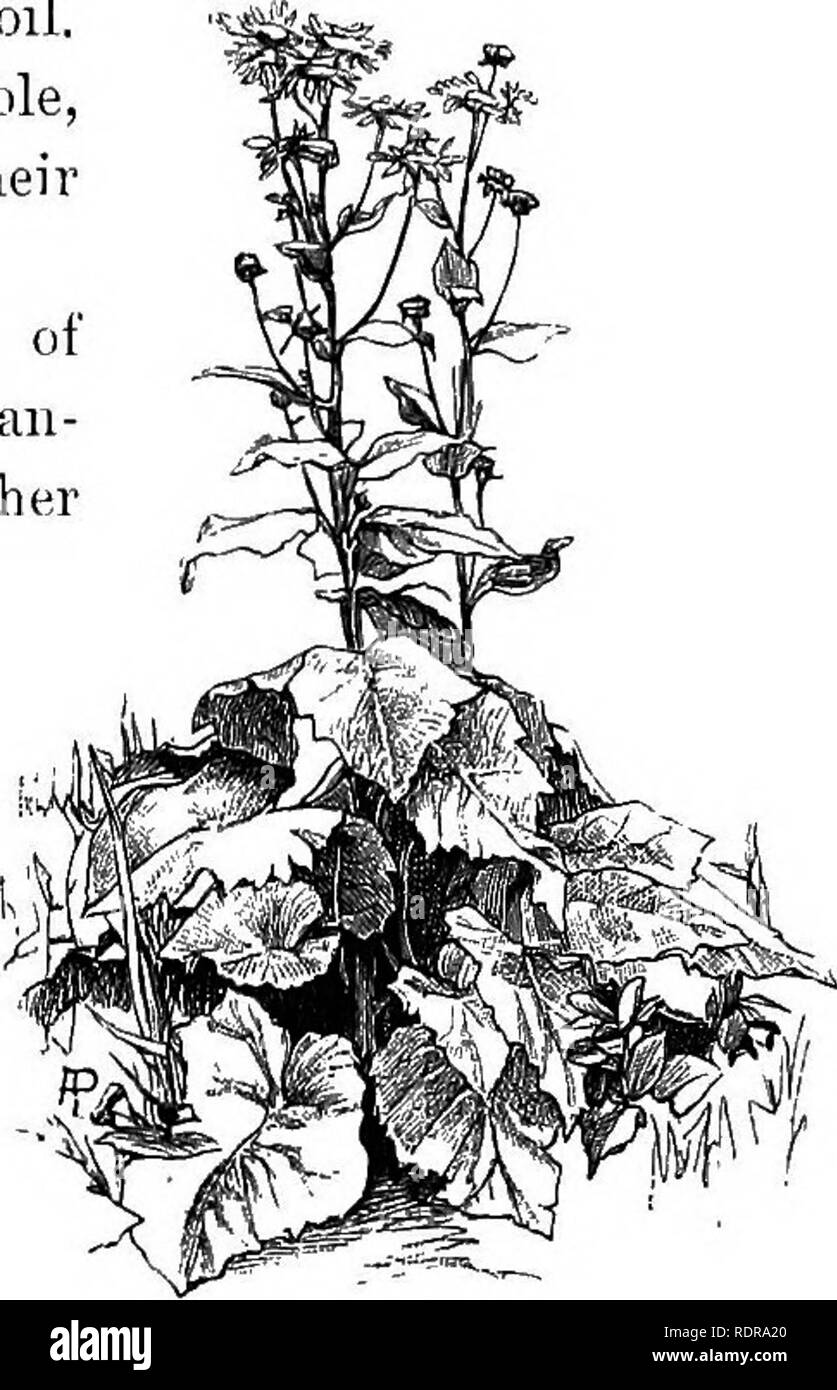 Le Jardin Sauvage Ou Nos Oliveraies Et Jardins Ont Fait De