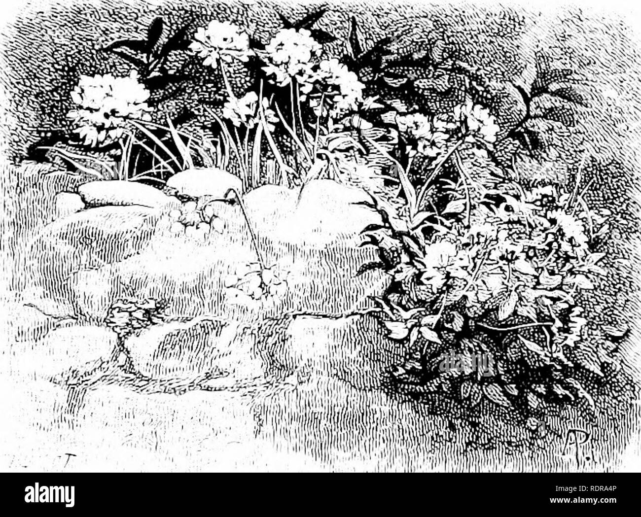 Myrte En Fleurs Blanches Arbuste Fleur Blanche Fleur