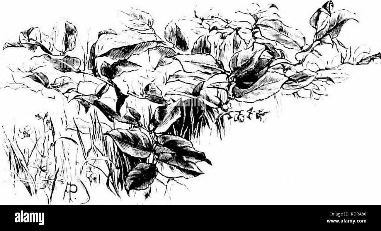 . Le jardin sauvage, ou, nos oliveraies et jardins ont fait de superbes par la naturalisation des plantes exotiques rustiques ... Jardinage ; fleurs ; fleurs sauvages. 80 Le jardin sauvage. longtemps après que les plaines sont devenus très assoiffées, et la végétation annuelle a tout à fait disparu. Mais qui doit enregistrer la beauté et l'intérêt des fleurs de la large propagation- marsh, terres de ce monde qui est le nôtre, de ceux de la grande forêt humide d'Amérique, foncé et brun, et caché les rayons, à ceux de l'uplands breezy des Hautes Alpes, loin au-dessus de la forêt, où le peu de tourbières fourmillent de n'brUlia la plus mature Banque D'Images