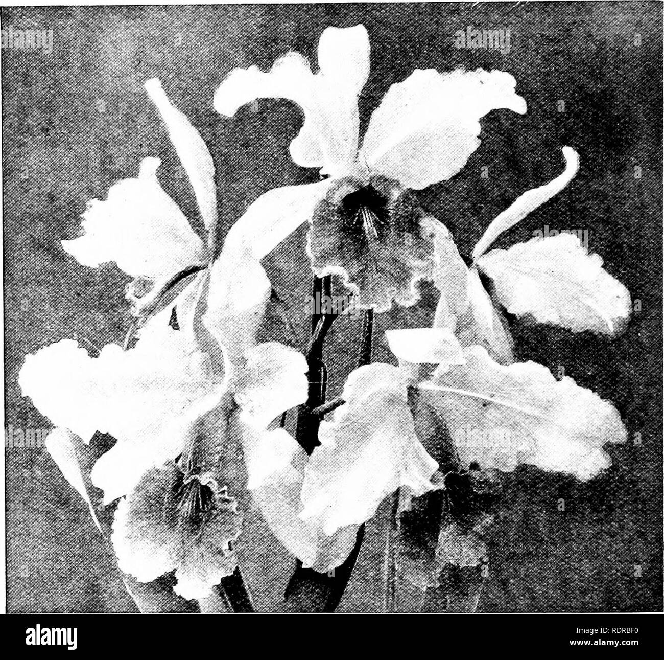 . Orchidées : leur culture et la gestion. Orchidées. io6 orchidées Cattleya. sont vastes, et d'une couleur rose profond ; le grand Labelle a son lobe central élargi, beaucoup de profondeur de couleur cramoisie, orné à l'avant avec une élégante frange marginale, ce qui ajoute considérablement à sa beauté. Il fleurit en été, et continue longtemps à la perfection. La culture de cette espèce est le mieux accompli en retirant la plante à un. Fig. 32. Fleurs de Cattleya Warscewiczii (très réduites). Un peu plus chaud que celui que le Cattleya-chambre. Dès que les nouvelles croissances font leur apparition Banque D'Images