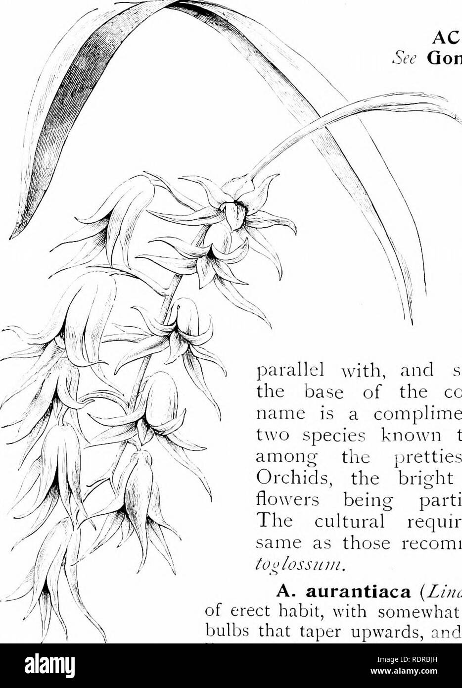 . Orchidées : leur culture et la gestion. Les orchidées. ^.6 ORCHIDÉES Aci'iopsis. Les fleurs .arc petites, disposées en panicules lâches ; à la lèvre d'un très curieux, la colonne d'où il des projets à angle droit. Il exige l'est-indienne chambre conditions.. ACROPERA {Lindl.). Voir Qong-ora. ADA. Ce petit genre de la tribu est Vandees ver) près des alliés à la laiton. Elle diffère cependant dans divers détails techniques, es- pécial 13', dans ha'ing la lèvre solidh' united à, colonne. L'uropappe et le nom est un petit un. Les deux espèces connues pour-culti ation sont parmi les plus beaux de cool-hou Banque D'Images