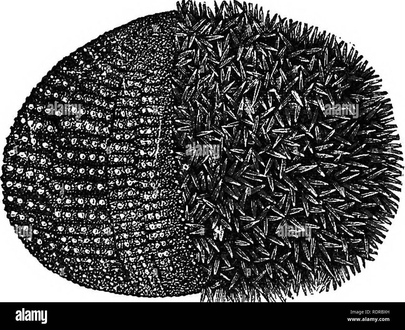 . L'histoire naturelle. Pour l'utilisation d'écoles et les familles. Zoologie. BADIATES. 339 588. La mer Œuf, comme on l'appelle communément, est l'écorce ou le shell d'un ou de l'animal à la peau qui vient de ce que, dépouillé de ses épines. Dans la Fig. 267 vous voyez cet animal, appelé. Fig. 26T.-de l'EUÉM Echinus, ou Sea Urchin ; sur le côté droit couverts d'épines ; à gauche les épines retirées. • Echinus, avec les épines retirées de la moitié. Ces épines sont, curieusement, s'articulant avec le shell. TJiere est une projection de la coquille à la base de chaque colonne, sur laquelle la colonne vertébrale Avorks avec sa tasse-comme l'empreinte, rendant un Banque D'Images
