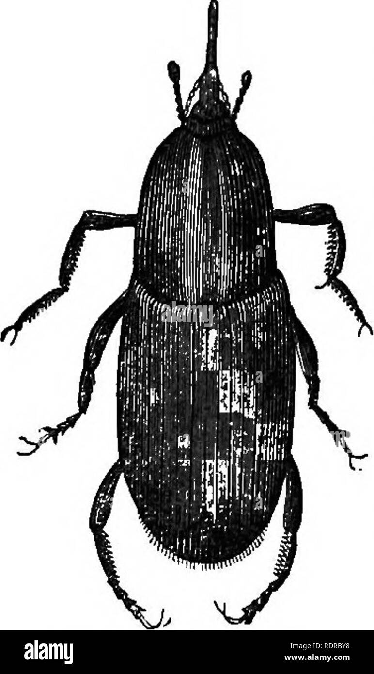 . L'histoire naturelle. Pour l'utilisation d'écoles et les familles. Zoologie. 252 HISTOIRE NATUEAIi. ratus pour le perçage des trous dans les grains entiers et les fruits, comme vous le voyez dans le charançon du palmier, fig. 197. » Ses larves," dit Jaeger, " sont connus dans les tropiques d'Amérique sous le nom de Palm- vers, et ils vivent en grand nombre dans les troncs de plusieurs palmiers, mais principalement dans le chou-palm, qui pousse en abondance dans les régions montagneuses de Saint Domingue. Une fois adultes, ils sont environ trois pouces de long et d'un pouce de cir- cumference, d'une sale couleur jaune, avec une tête noire, à comme Banque D'Images